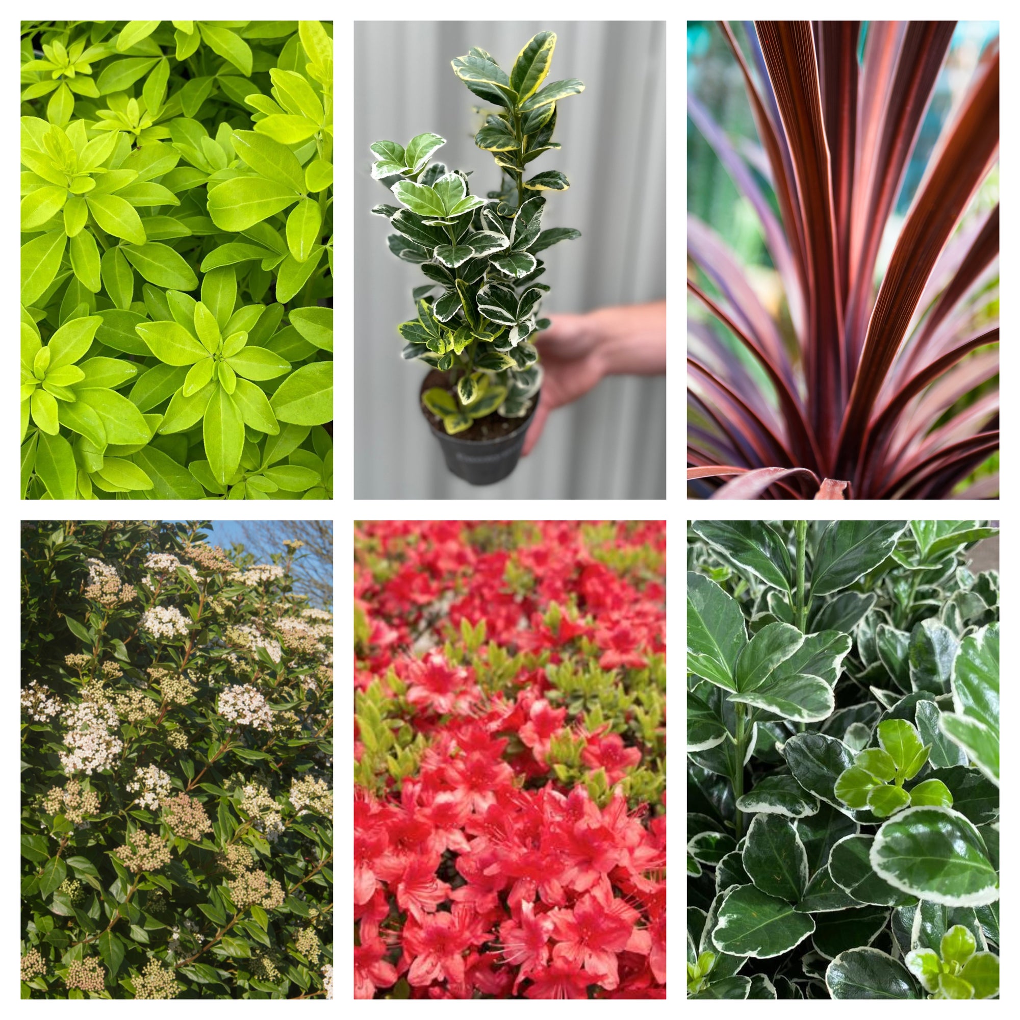 Hardy Evergreen Mixed Shrub Deal (6 Plants)