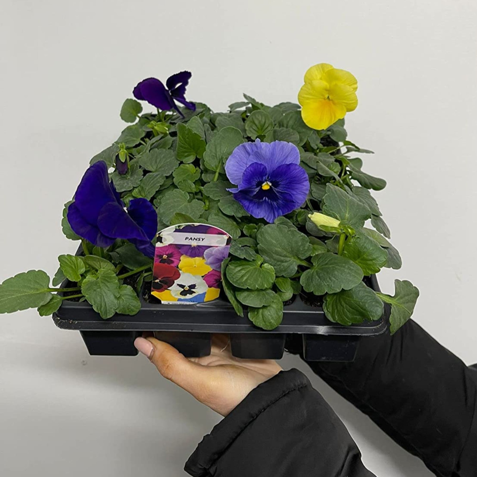 20 Pack Pansy Tray