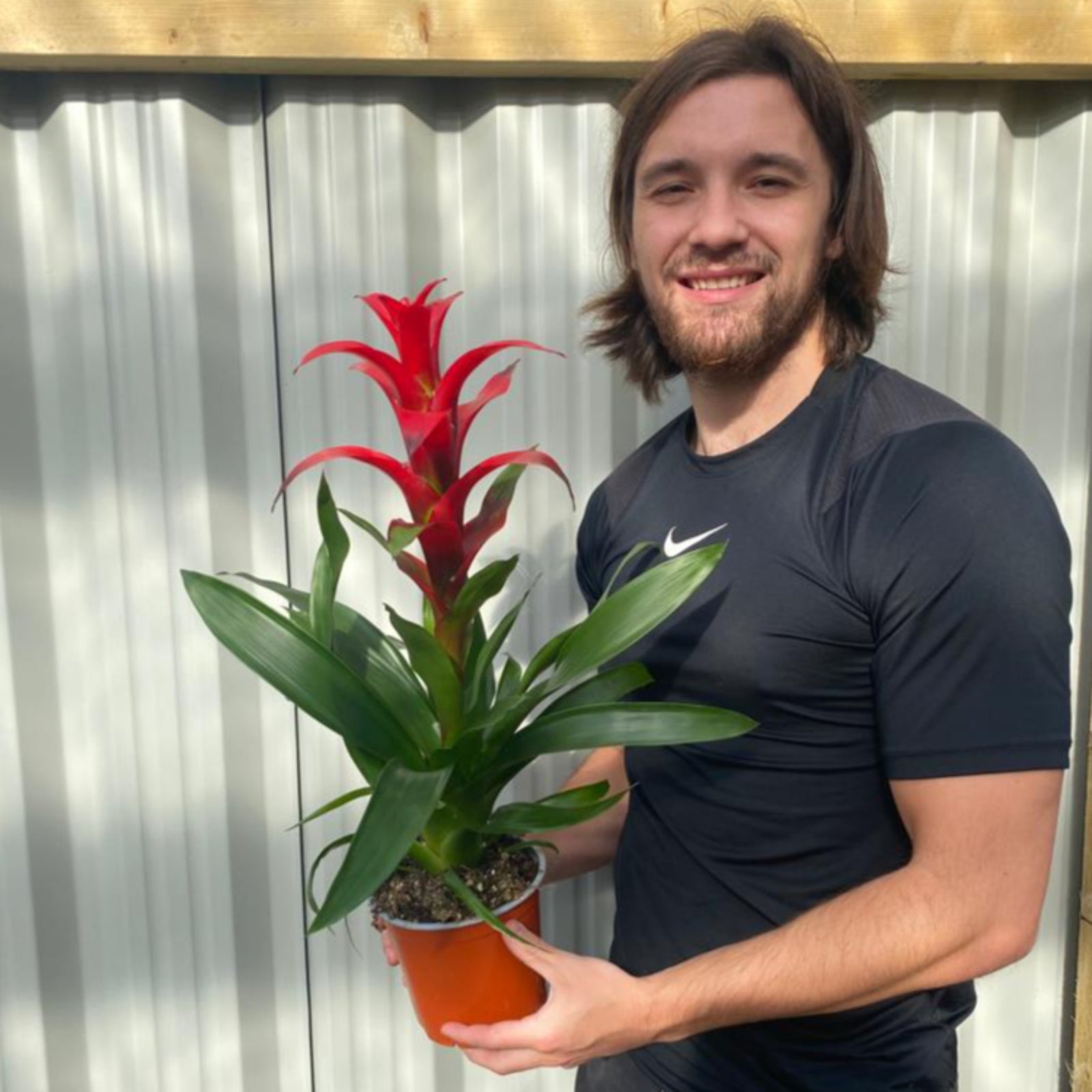 A person in a black shirt stands outdoors, smiling and holding a Guzmania amaretto - Red with long green leaves and a tall red flower in a growers pot, perfect for bright indirect light.