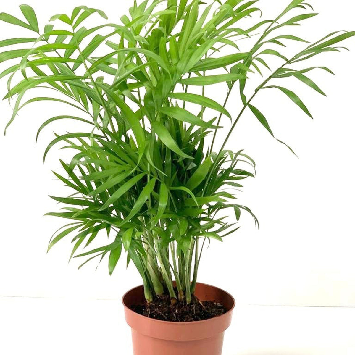 The Parlour Palm 40-50cm, a low maintenance house plant with slender, arching leaves, stands in its pot against a plain white background.