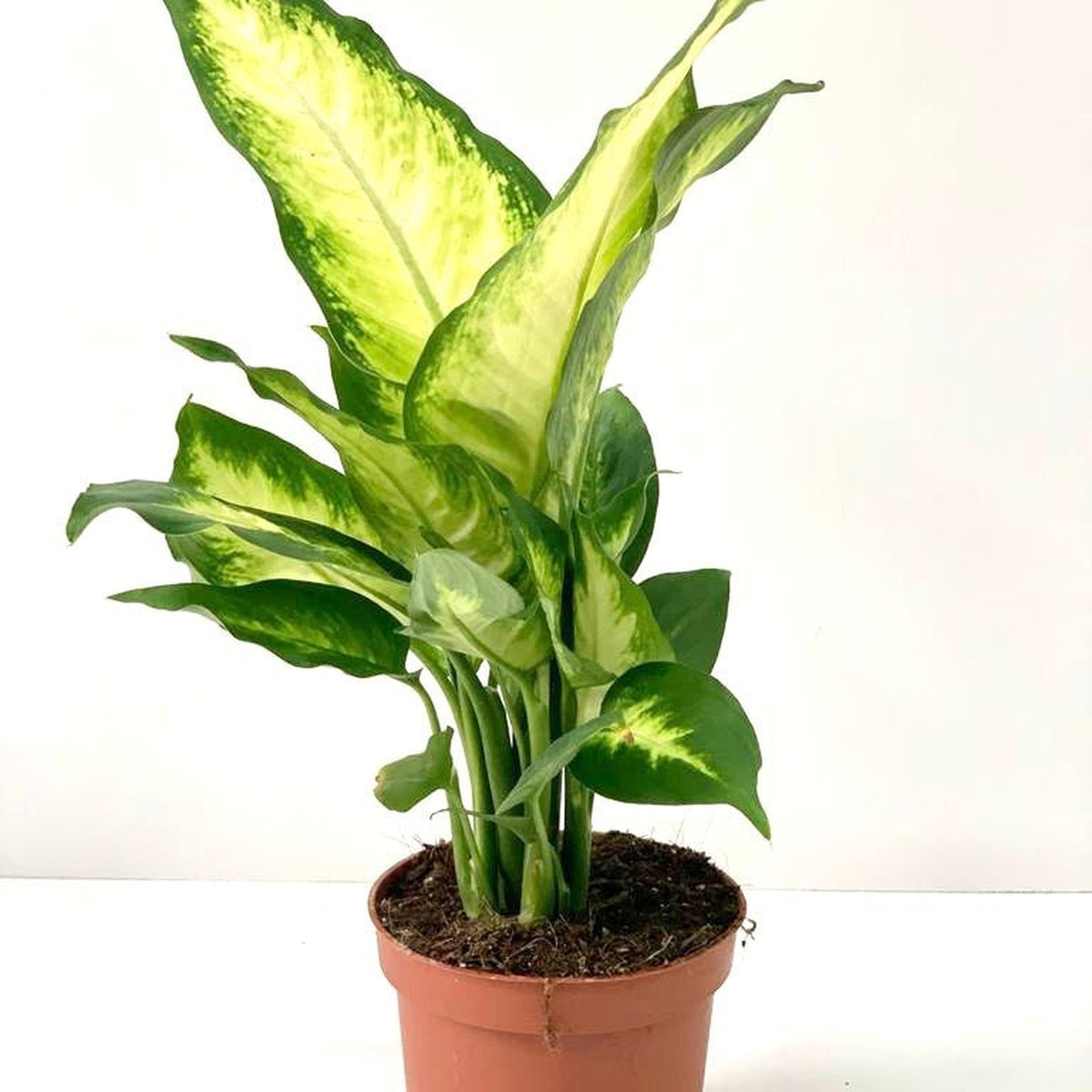 The Dieffenbachia Camilla 30-35cm is a striking variegated house plant with large green leaves featuring light yellow and cream patterns, displayed against a plain white background.