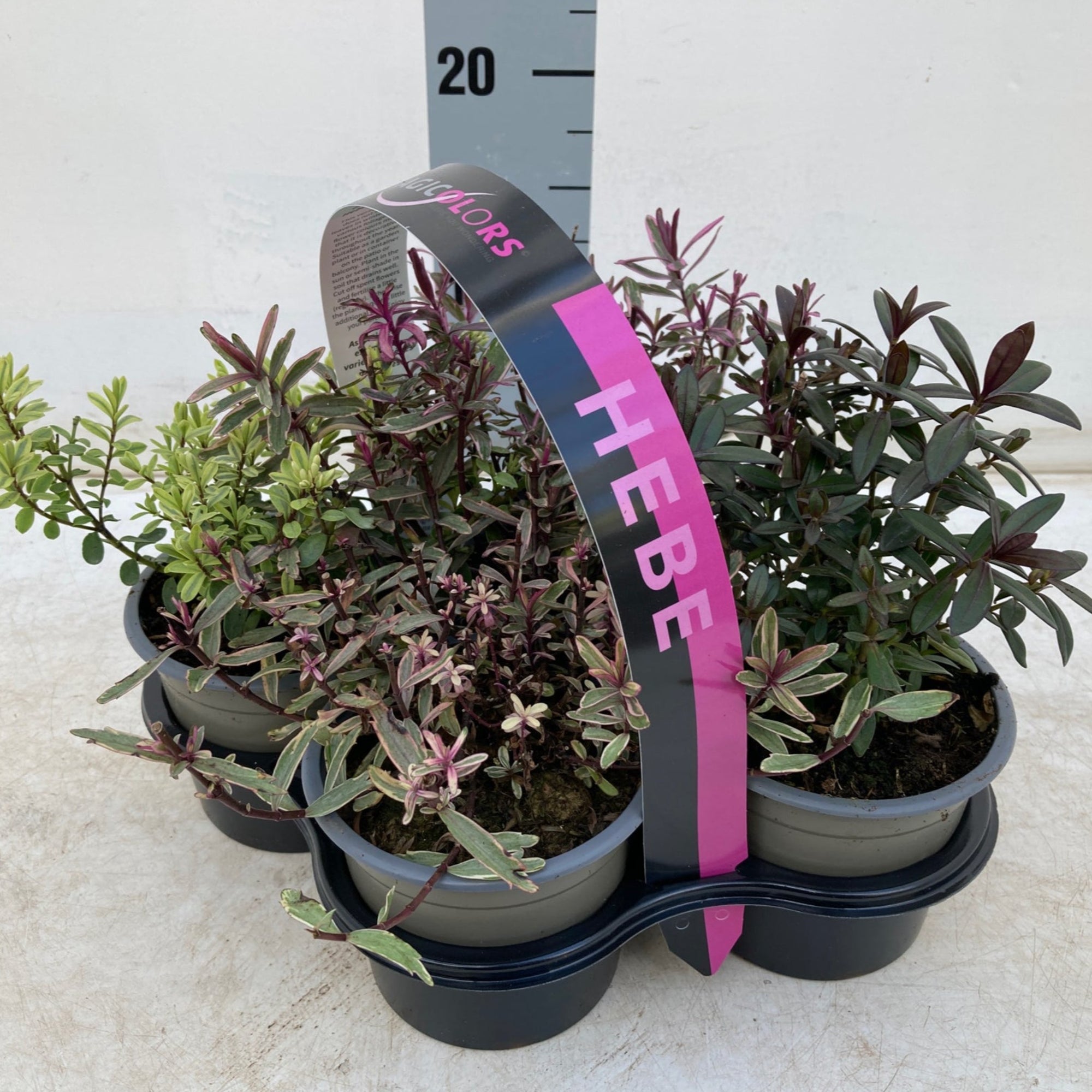 Hebe Mix of 4 Plants (4 x 9cm Pots)