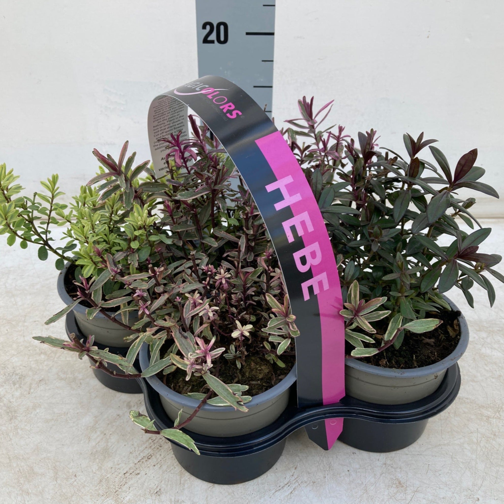 triathlon tæmme Bluebell Hebe Mix of 4 Plants (4 x 9cm Pots) - One Click Plants