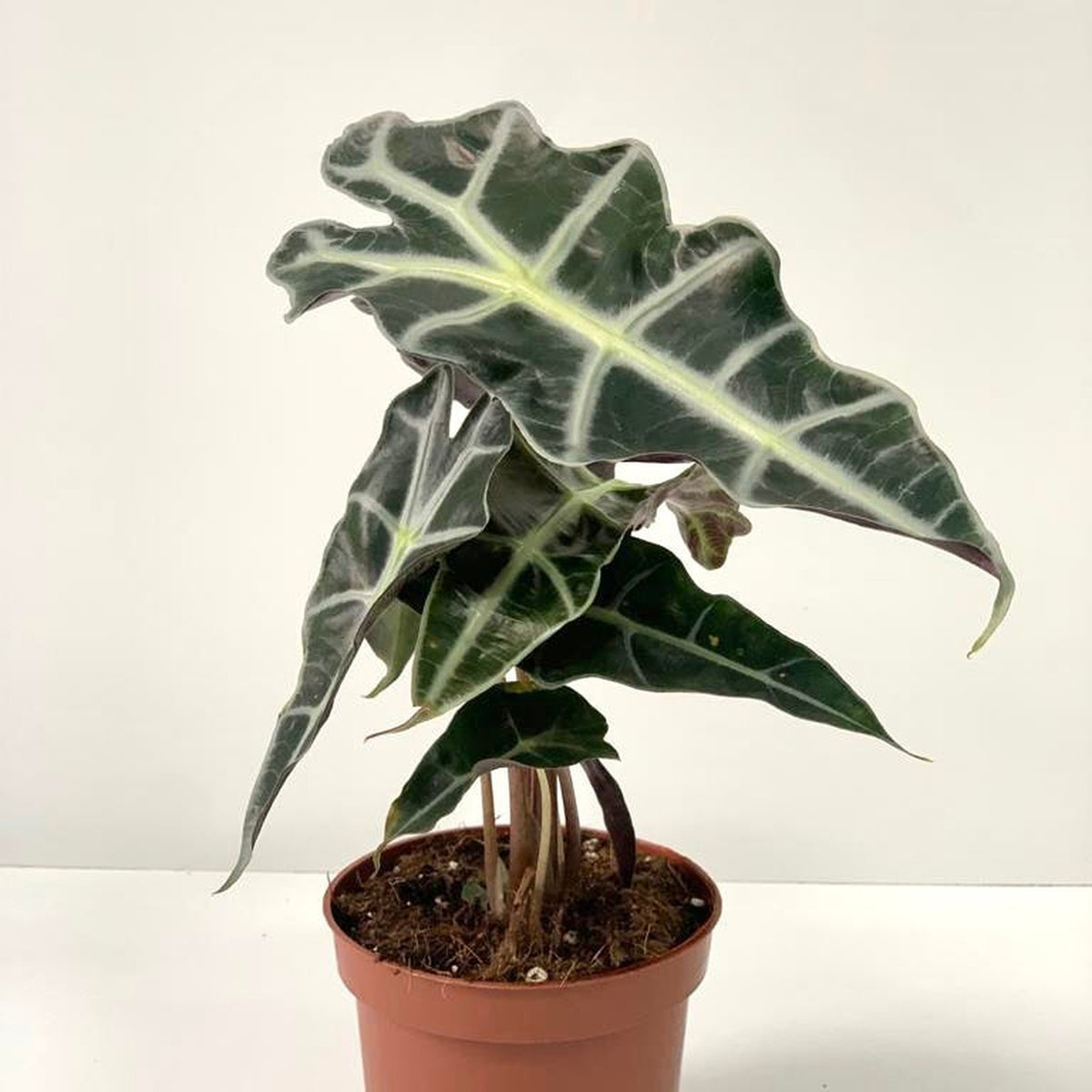 The Alocasia (Elephant&#39;s Ear) 35-40cm features large, dark green leaves with white veins, making it an elegant yet low-maintenance indoor plant. Shown here in a pot against a plain white background.