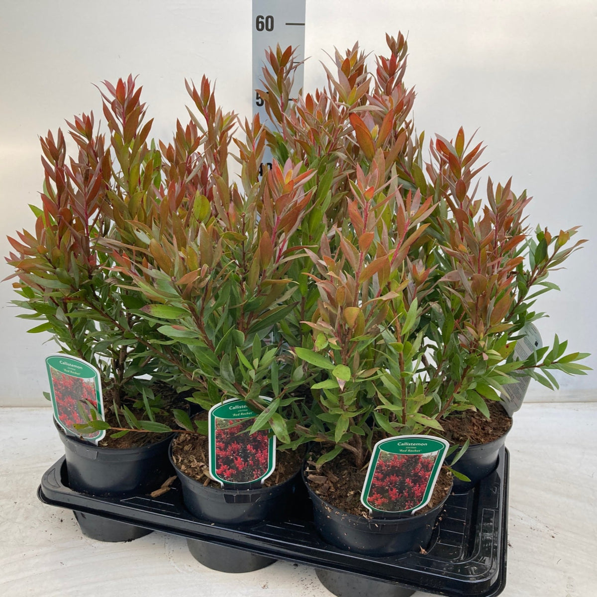 Several Callistemon &#39;Red Rocket&#39; 2L shrubs with green and red foliage are displayed in a black tray. Each pot features a label with the plant’s red flowers, and a height measurement scale appears in the background.