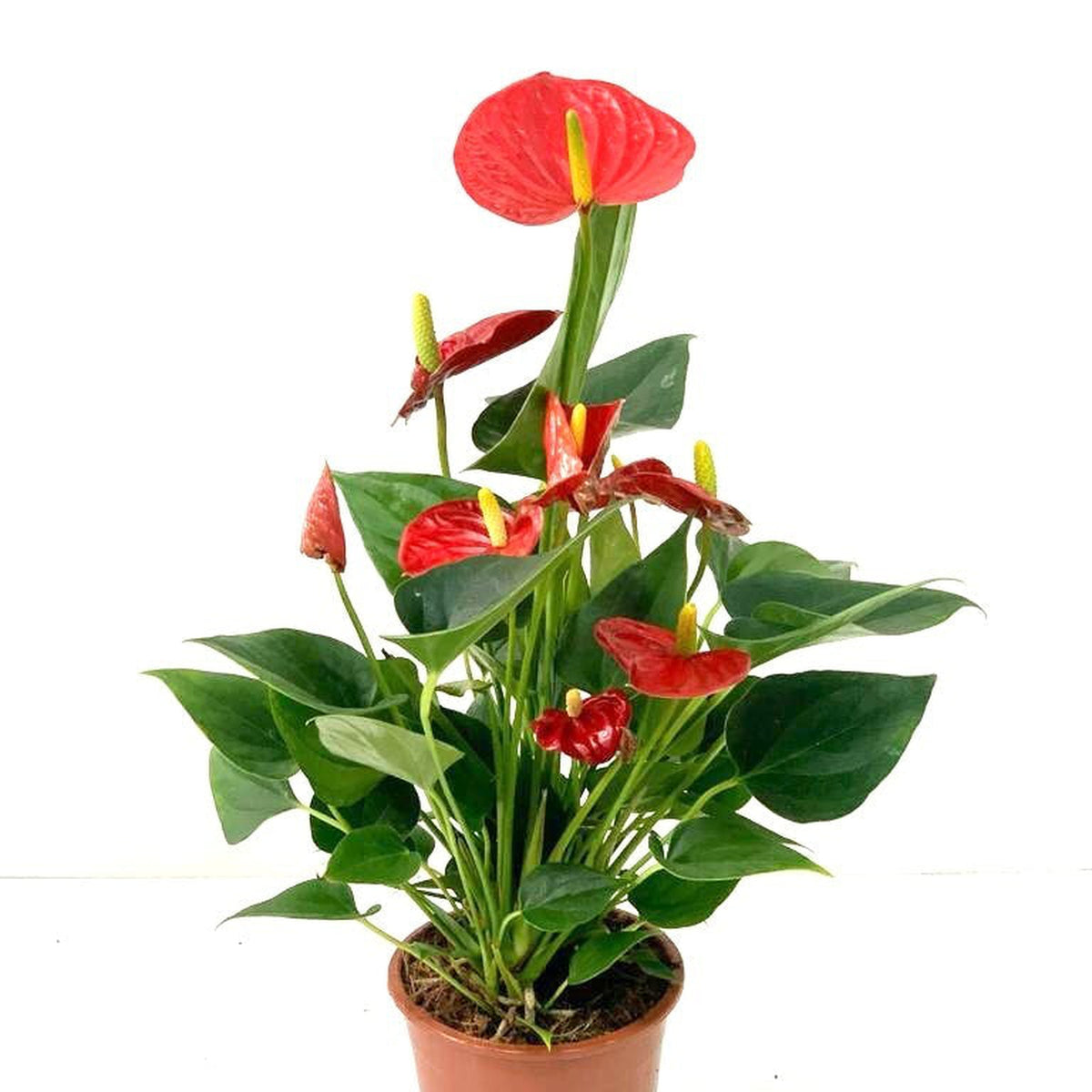 The Anthurium - Red 40-50cm is a potted house plant with glossy dark green leaves and striking red, heart-shaped flowers with yellow spadices—an elegant, long-lasting addition to any space.