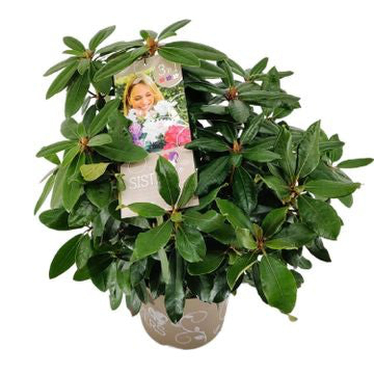 Rhododendron &#39;Three Sisters&#39; 5L is a compact evergreen shrub with glossy green leaves, sold in a 5-liter pot and featuring a tag showing a smiling woman holding a bouquet of flowers attached to one stem.
