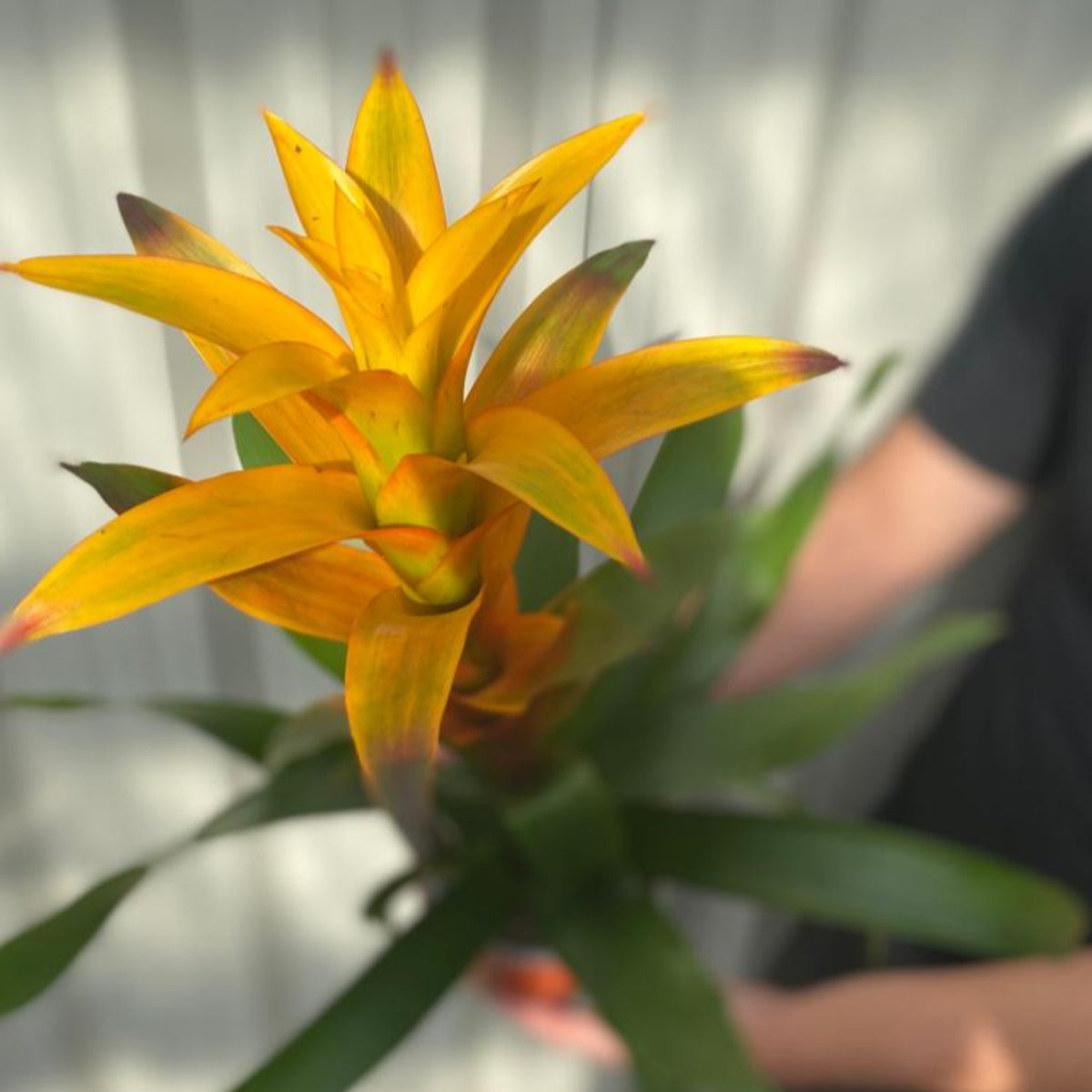 Guzmania amaretto - Yellow / Orange