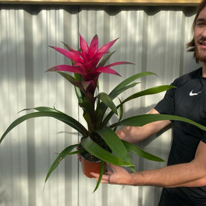 Guzmania amaretto - Pink - One Click Plants