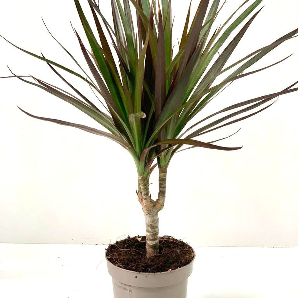 The Dracaena Marginata &#39;Dragon Tree&#39; 1 Stem is an easy-to-grow indoor plant with thin green leaves edged in reddish-purple, growing from a single woody stem, set against a plain white background.