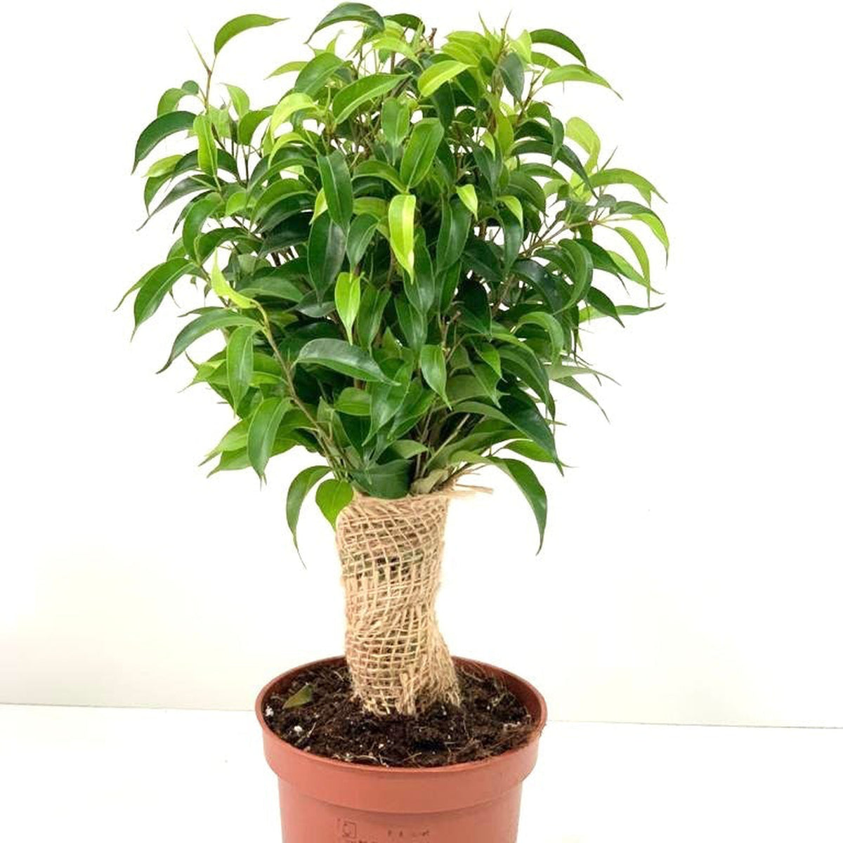 A Ficus Natasja Kinky Jute Tree (30-35cm) with glossy green leaves and a burlap-wrapped trunk stands in brown soil inside a simple plastic pot, set against a plain white background.