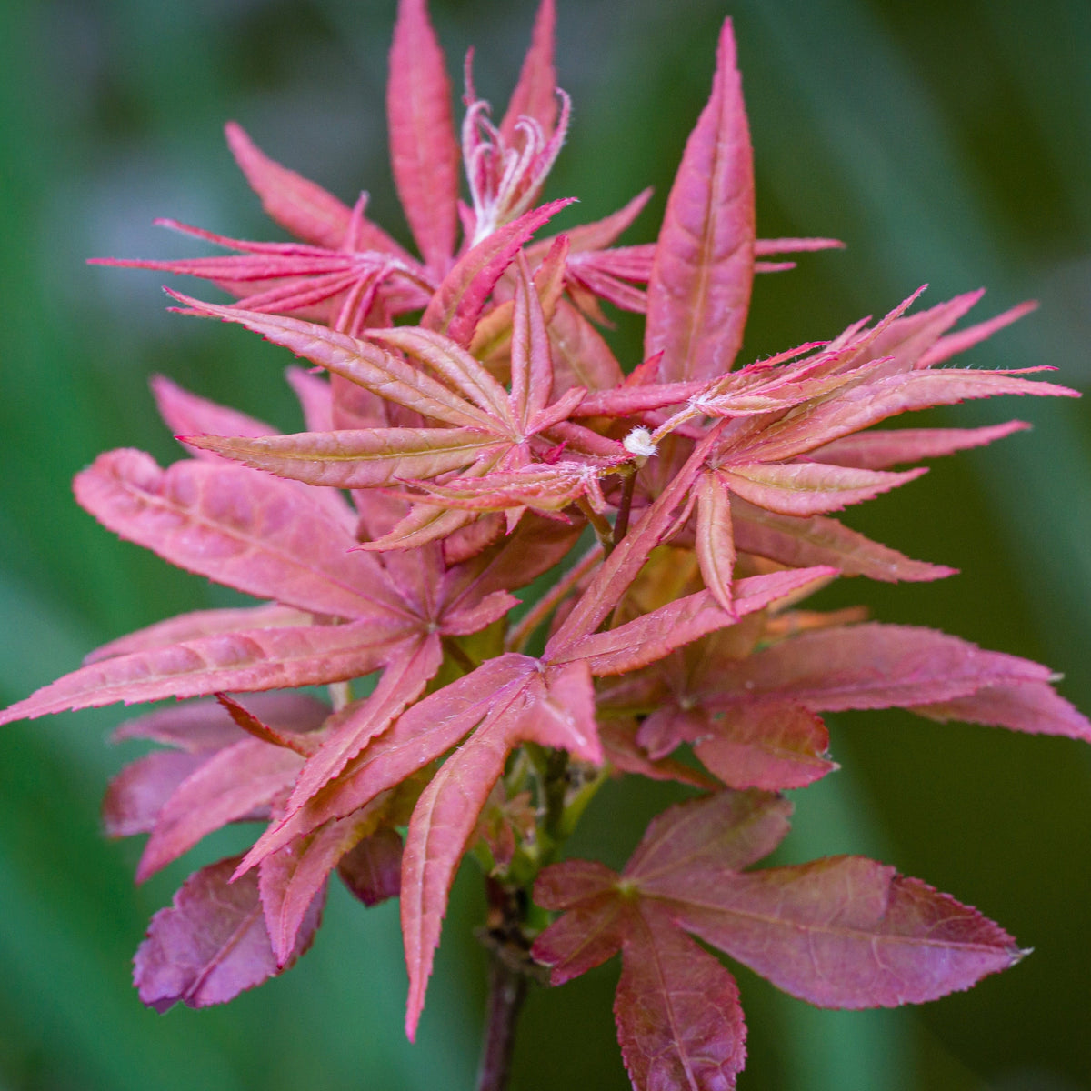 Acer palmatum &#39;Extravaganza&#39; 3L