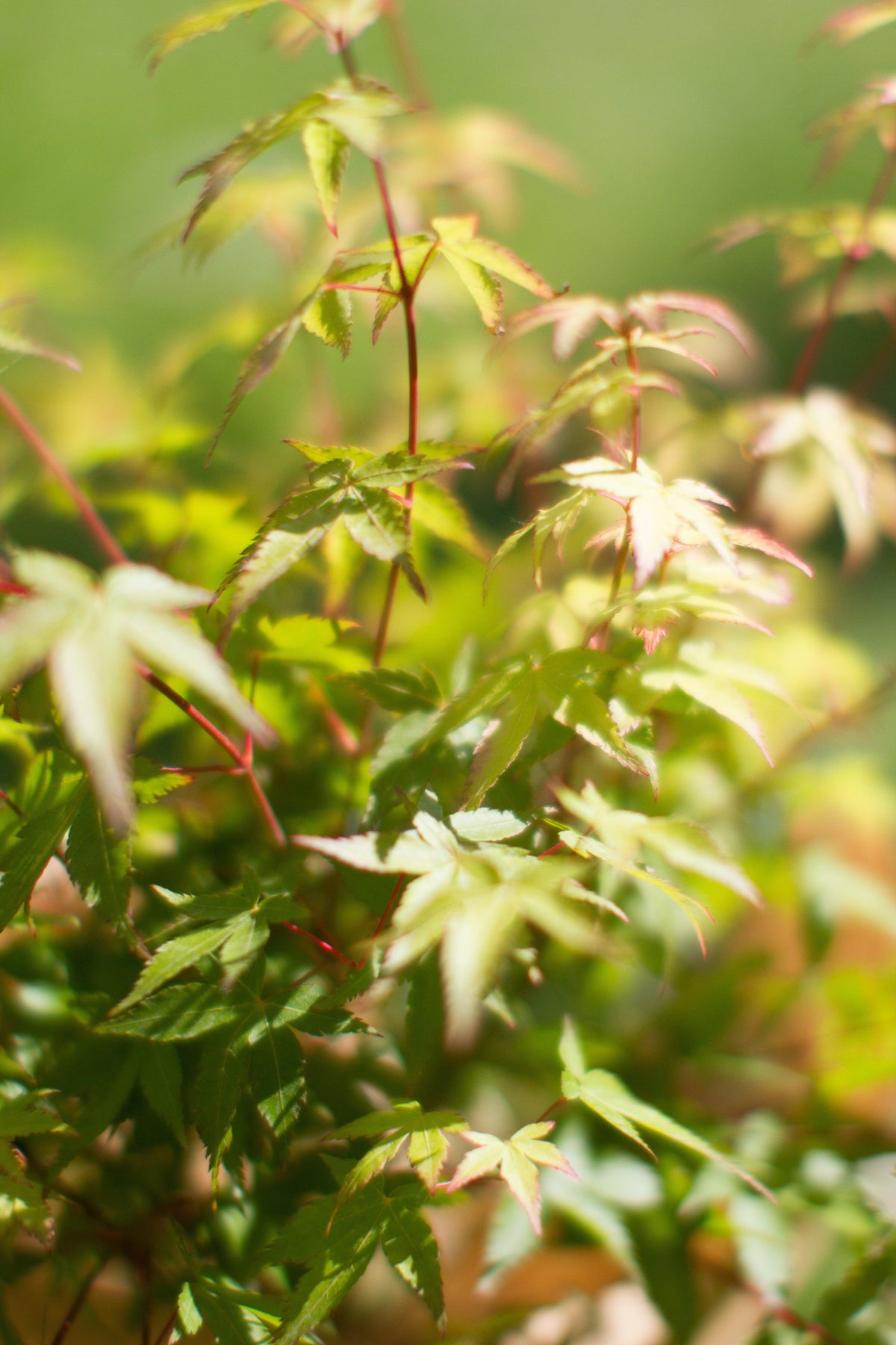 Close-up of Acer palmatum &#39;Little Princess&#39; 2L/3L leaves, displaying green and yellow hues with fine red stems, gently lit by sunlight against a blurred green background for a serene outdoor vibe.