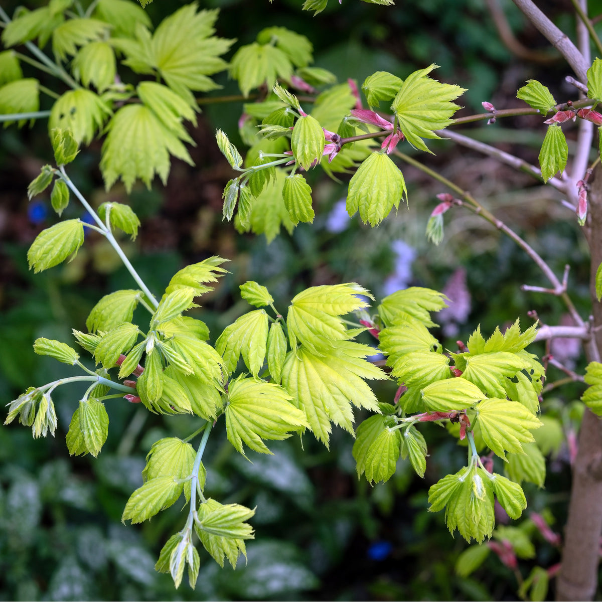 Acer shirasawanum &#39;Jordan&#39;  3L (60cm)