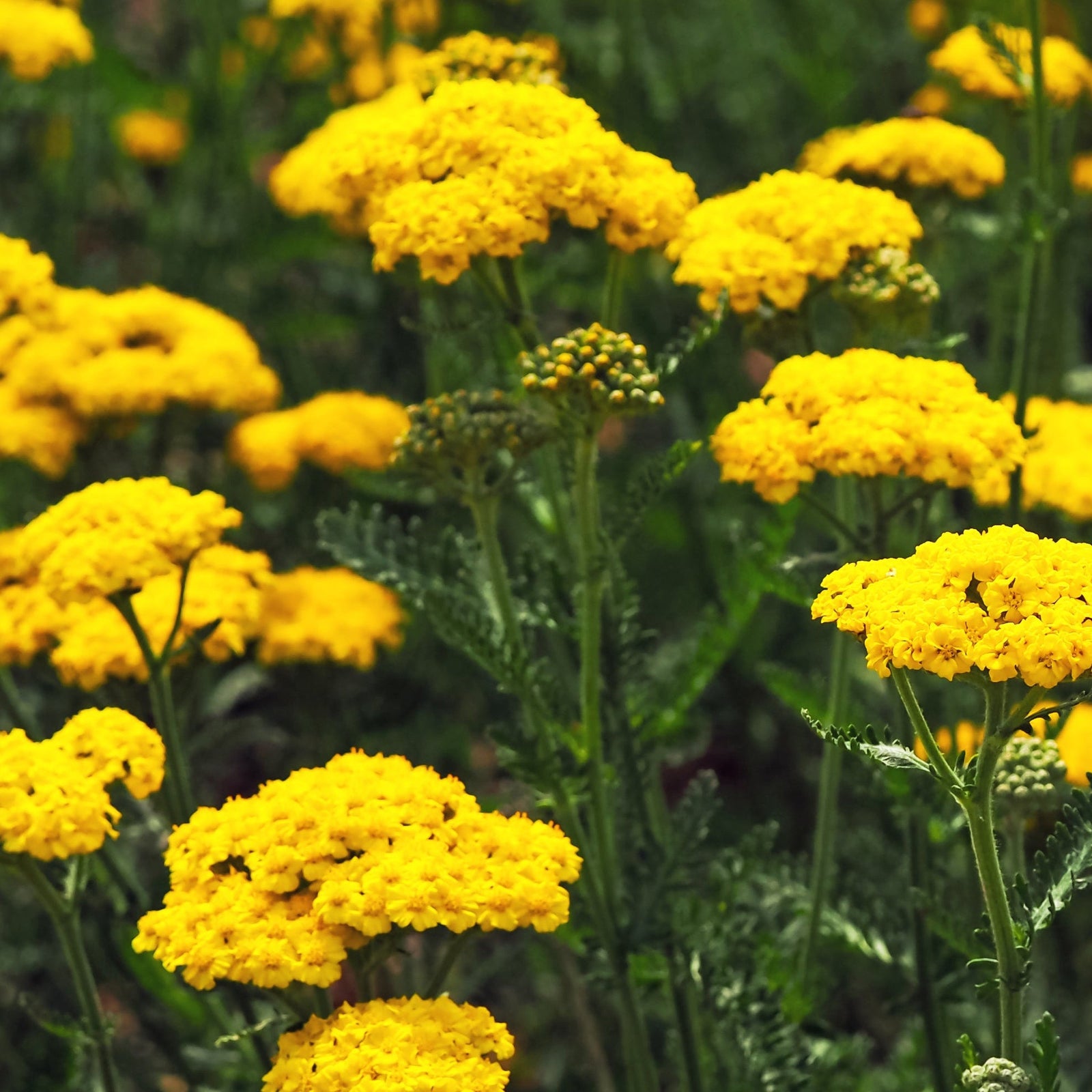 Achillea 'Cloth of Gold' 9cm/1.5L features golden-yellow, flat-topped flowers and fern-like leaves, making it a vibrant perennial that thrives in green garden spaces.