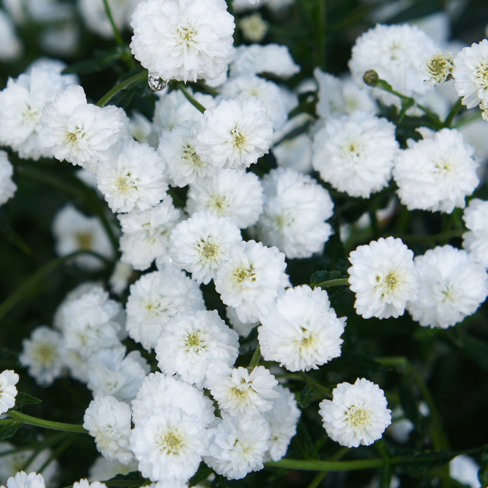 A close-up of numerous small white flowers with yellow centers, densely clustered in a bright pattern. Some petals show browning or wilting—classic traits of drought-tolerant Achillea ptarmica 'The Pearl' 9cm Pot perennials.