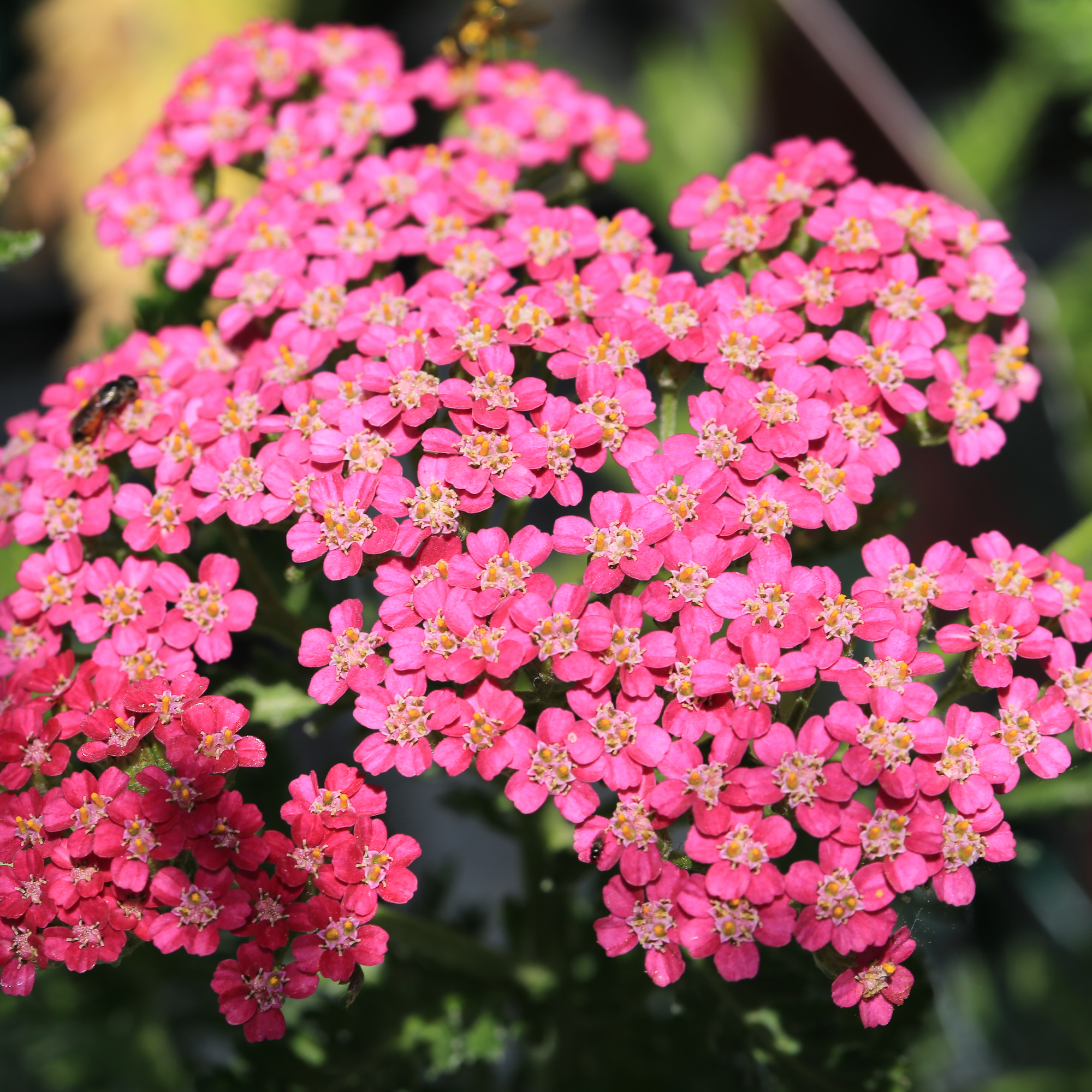 Achillea (Yarrow) - Milly Rock Rose 1.5L