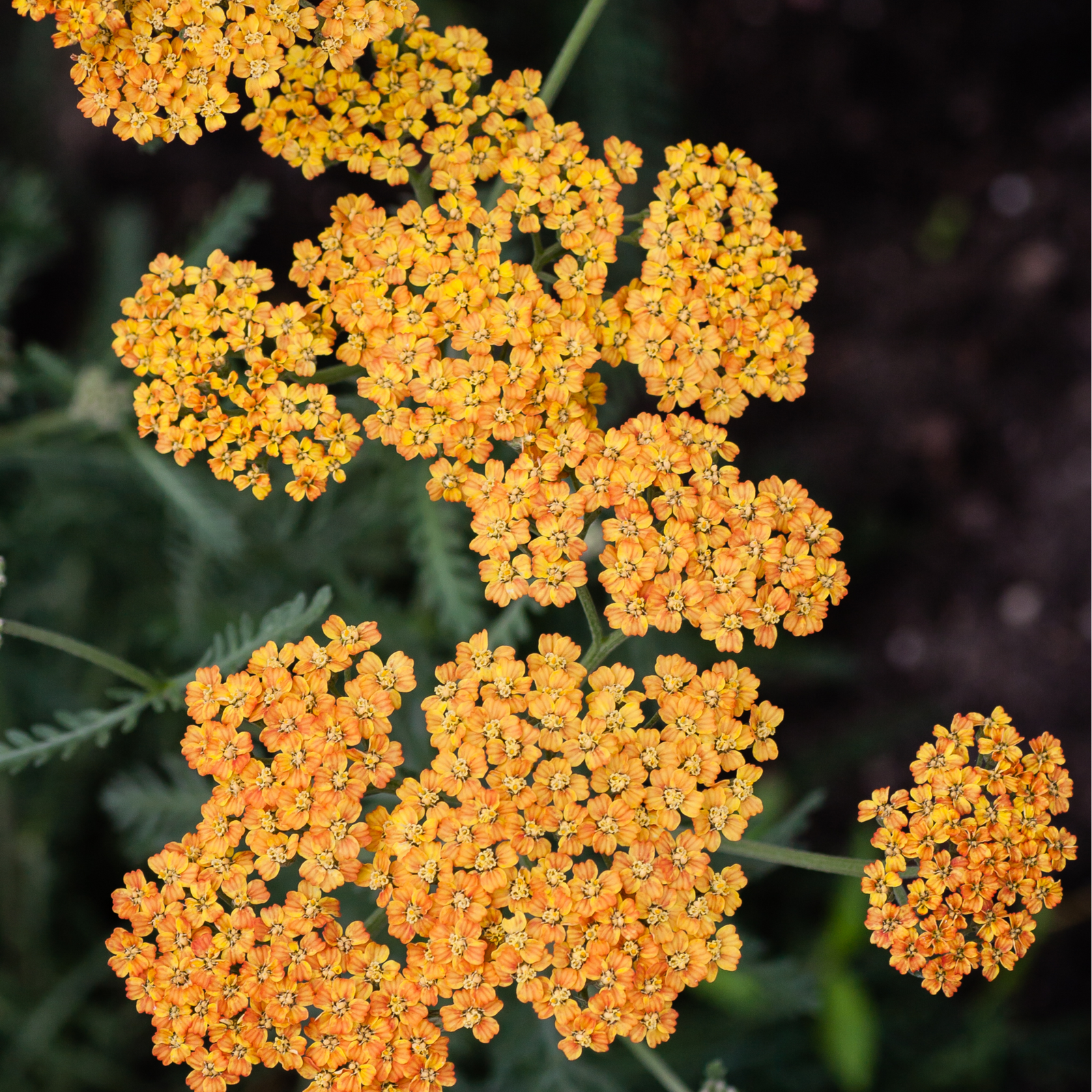 Achillea (Yarrow) - Milly Rock Yellow 1.5L features clusters of bright orange-yellow flowers and green, fern-like leaves—an eye-catching perennial prized for its long flowering period.