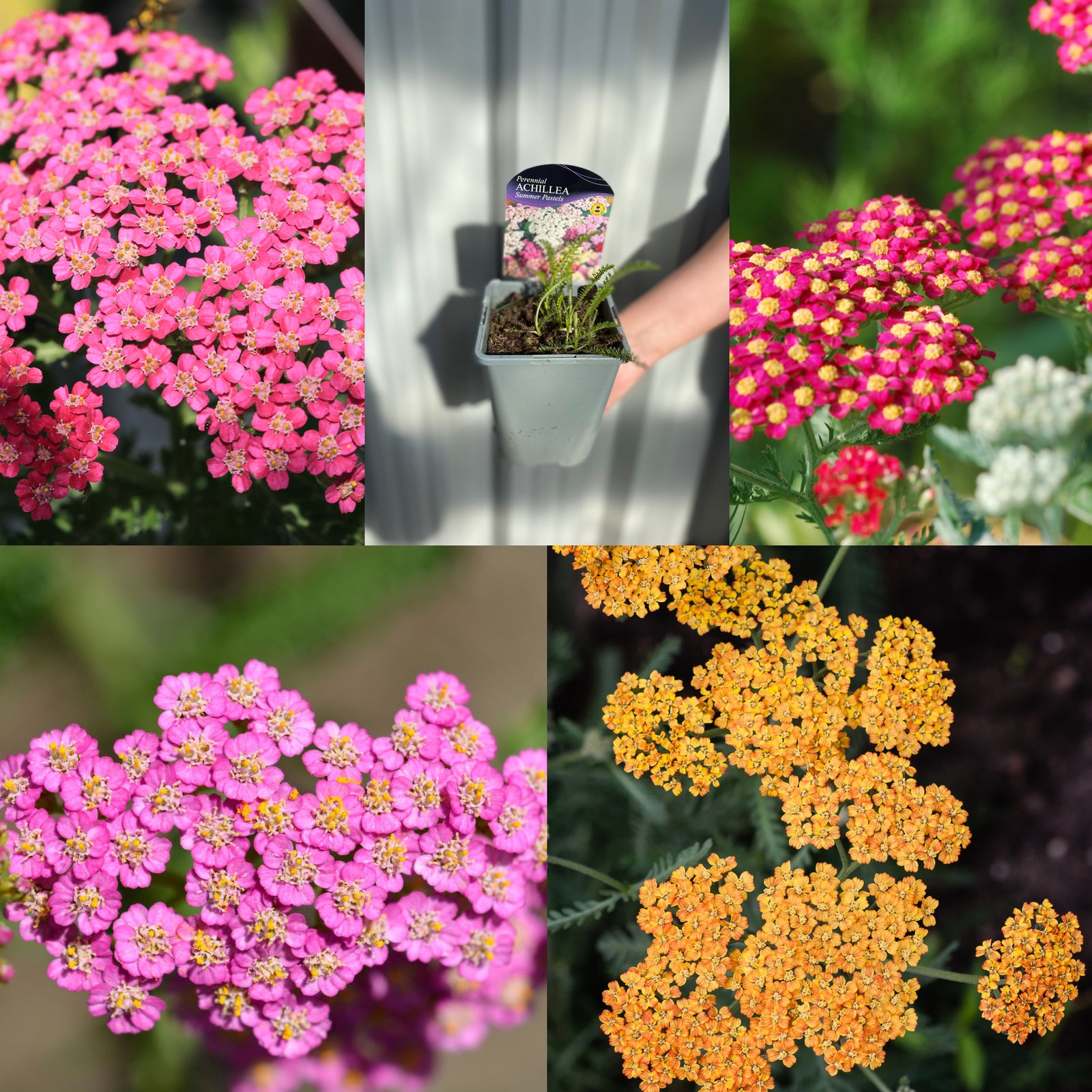 SPECIAL OFFER: Achillea Mix of 5