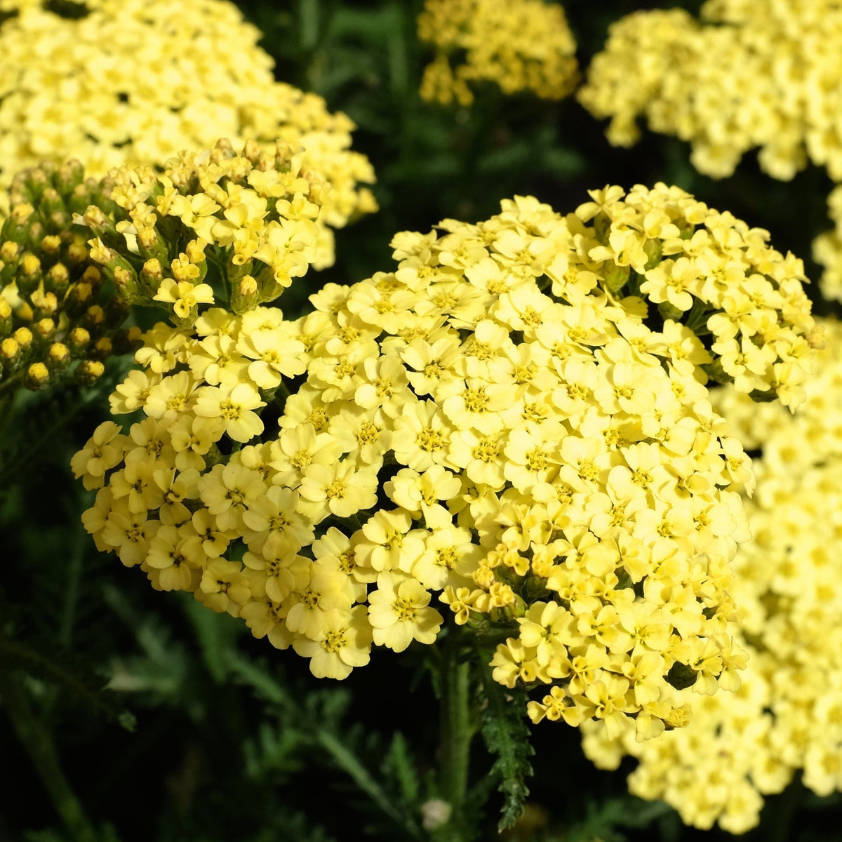 Achillea &#39;Coronation Gold&#39; 9cm