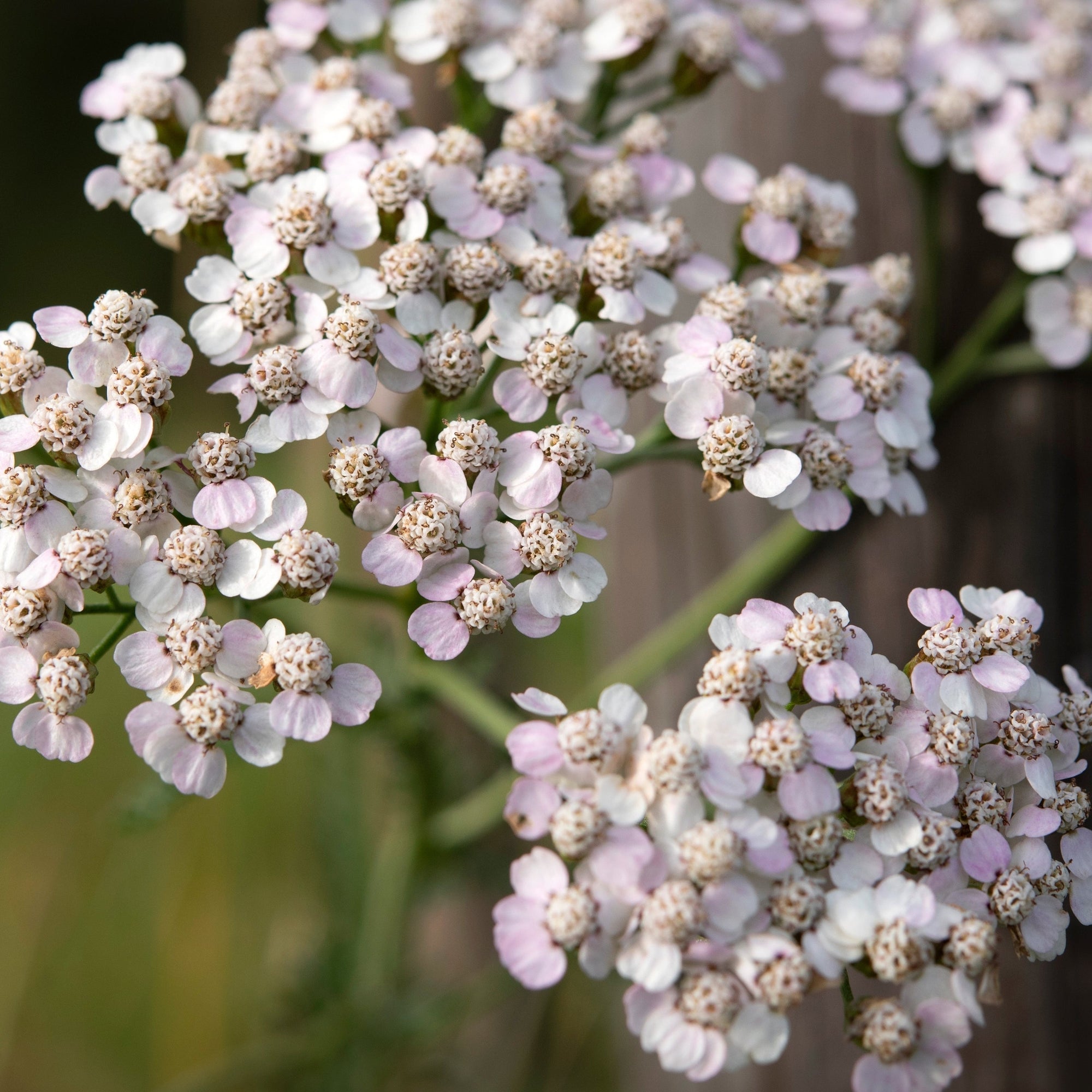 Achillea - Cream 9cm