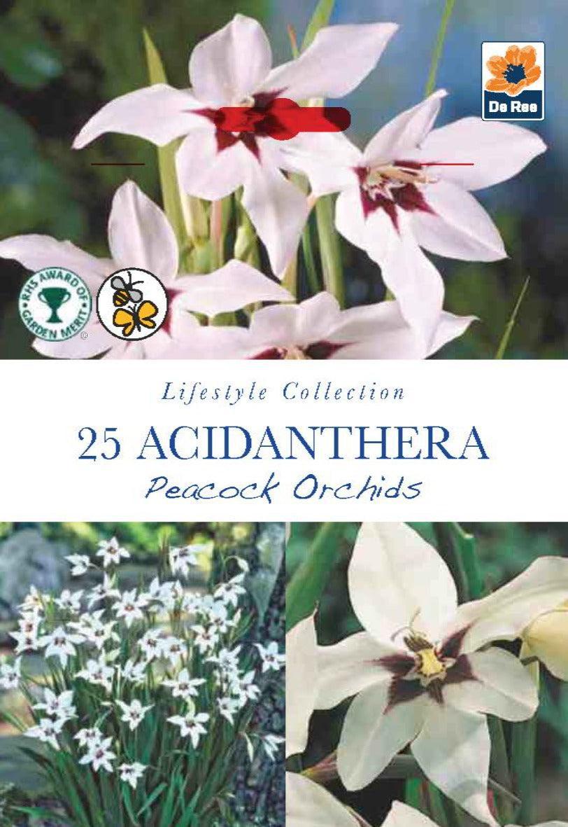 Packet of 25 Acidanthera (Peacock Orchids) corms, featuring fragrant white blooms with purple centers. Award logos and Lifestyle Collection branding on pack—ideal for cut flowers and as half hardy corms.
