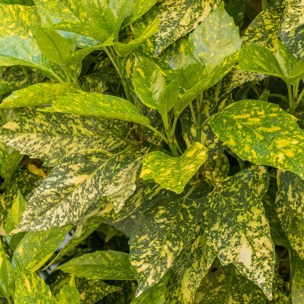 Aucuba japonica &#39;Gold King&#39; (40-50cm) 3L boasts broad, pointed green leaves with yellow speckles and dense variegation, making it an ideal hardy evergreen shrub for hedges. Multibuy offers available.