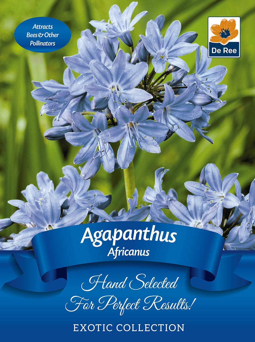 A close-up of vibrant blue Agapanthus &#39;Africanus&#39; flowers with lush green leaves. This summer-flowering bulb attracts pollinators and butterflies. Packaged as part of the Exotic Collection, each bulb is &quot;Hand Selected For Perfect Results!.