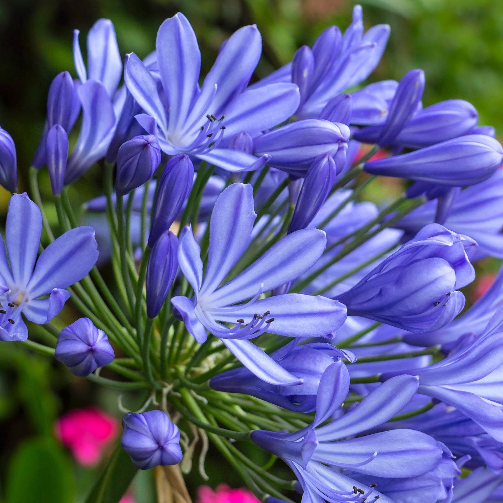 A close-up of Agapanthus 'Africanus' - African Lily (Blue) 1.5L in full bloom, showcasing blue trumpet-shaped flowers and green stems set against a softly blurred background.