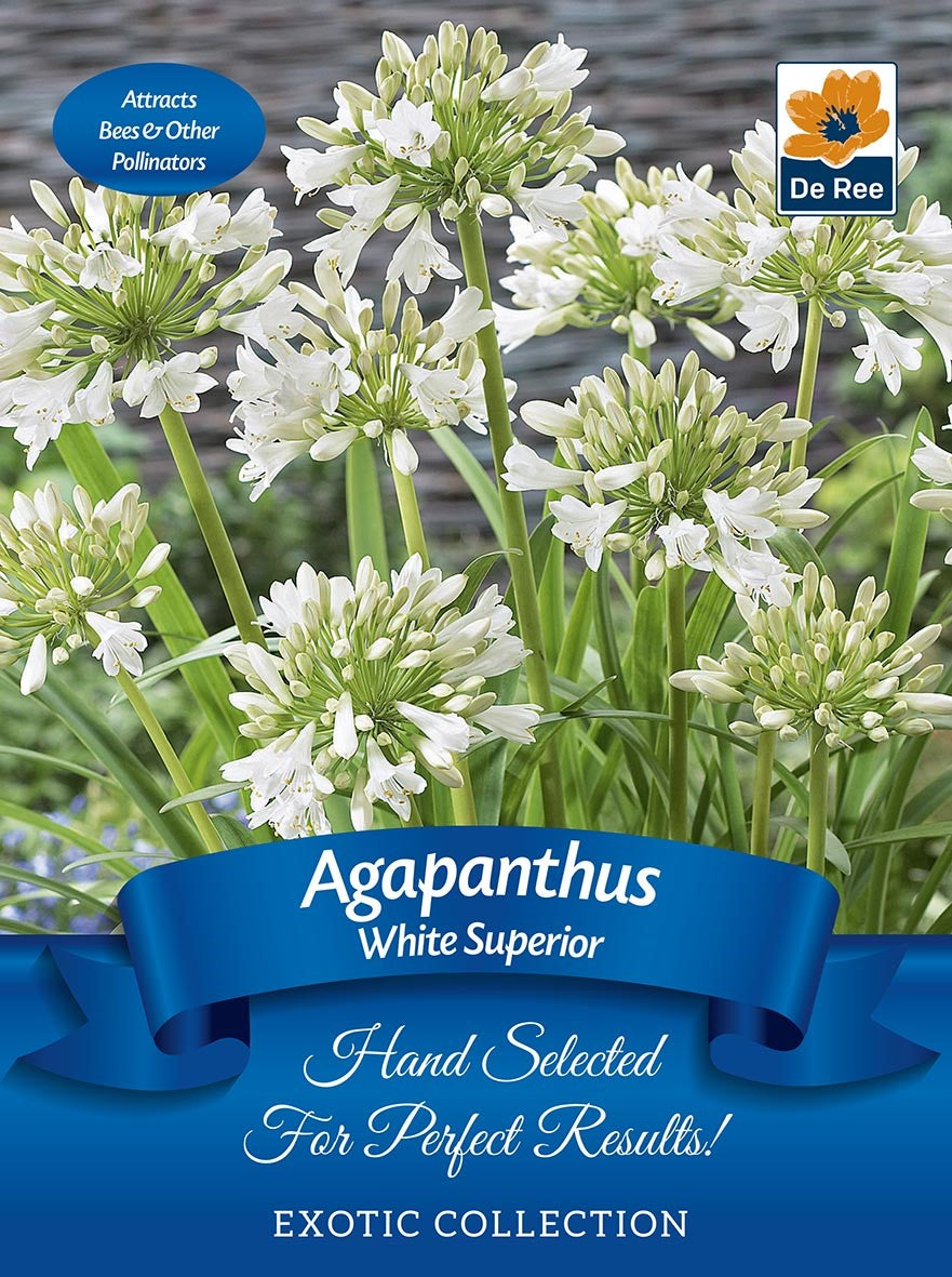 Agapanthus &#39;White Superior&#39; | Exotic Collection | 1 Bulb