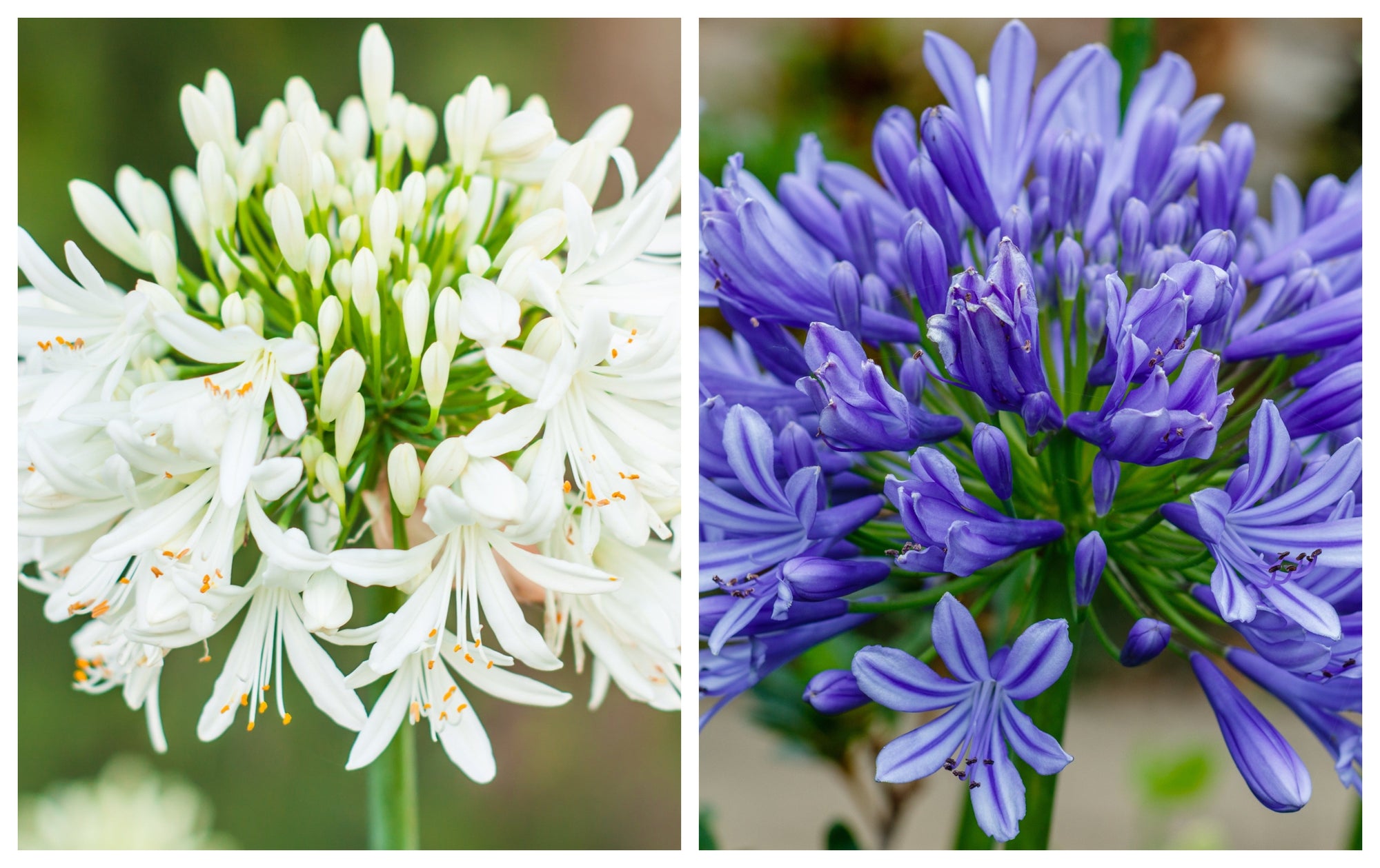 Agapanthus 'Africanus' - African Lily (Lost Label)