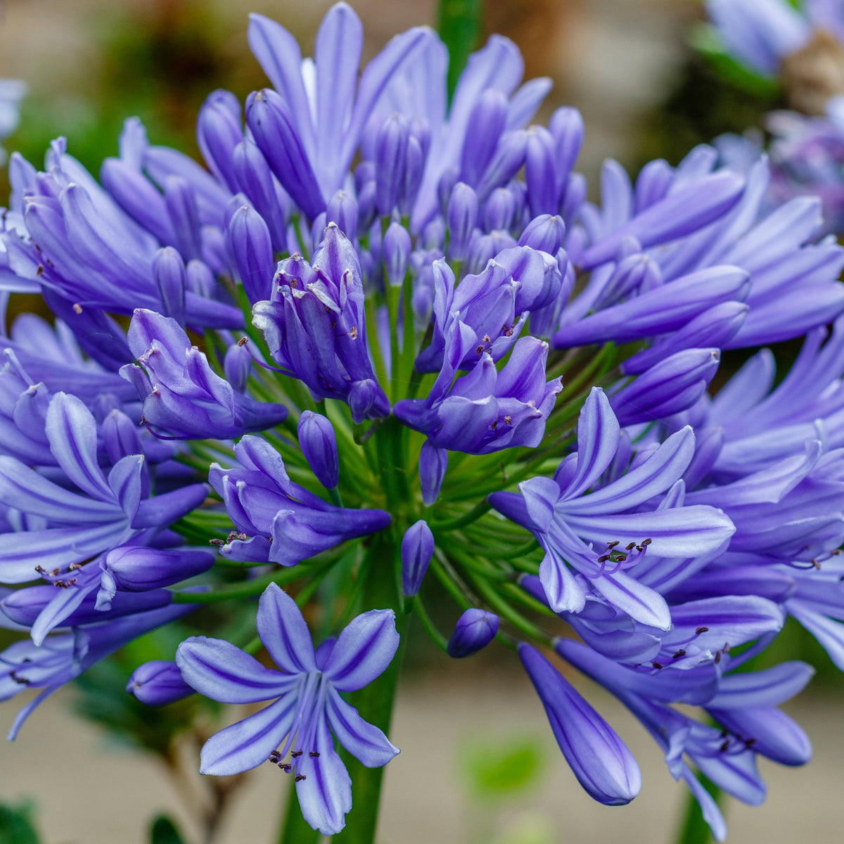 A close-up of Agapanthus &#39;Africanus&#39; - African Lily (Blue) 1.5L in full bloom, showcasing blue trumpet-shaped flowers and green stems set against a softly blurred background.