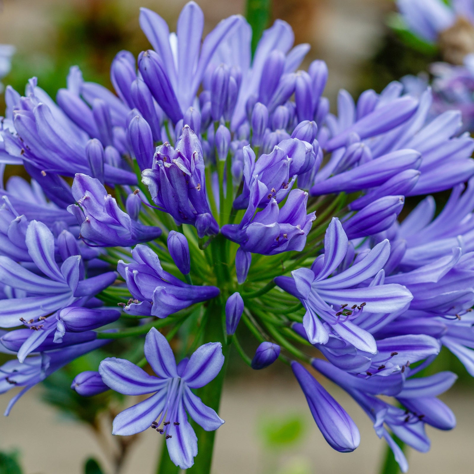 A close-up of Agapanthus 'Africanus' - African Lily (Blue) 1.5L in full bloom, showcasing blue trumpet-shaped flowers and green stems set against a softly blurred background.
