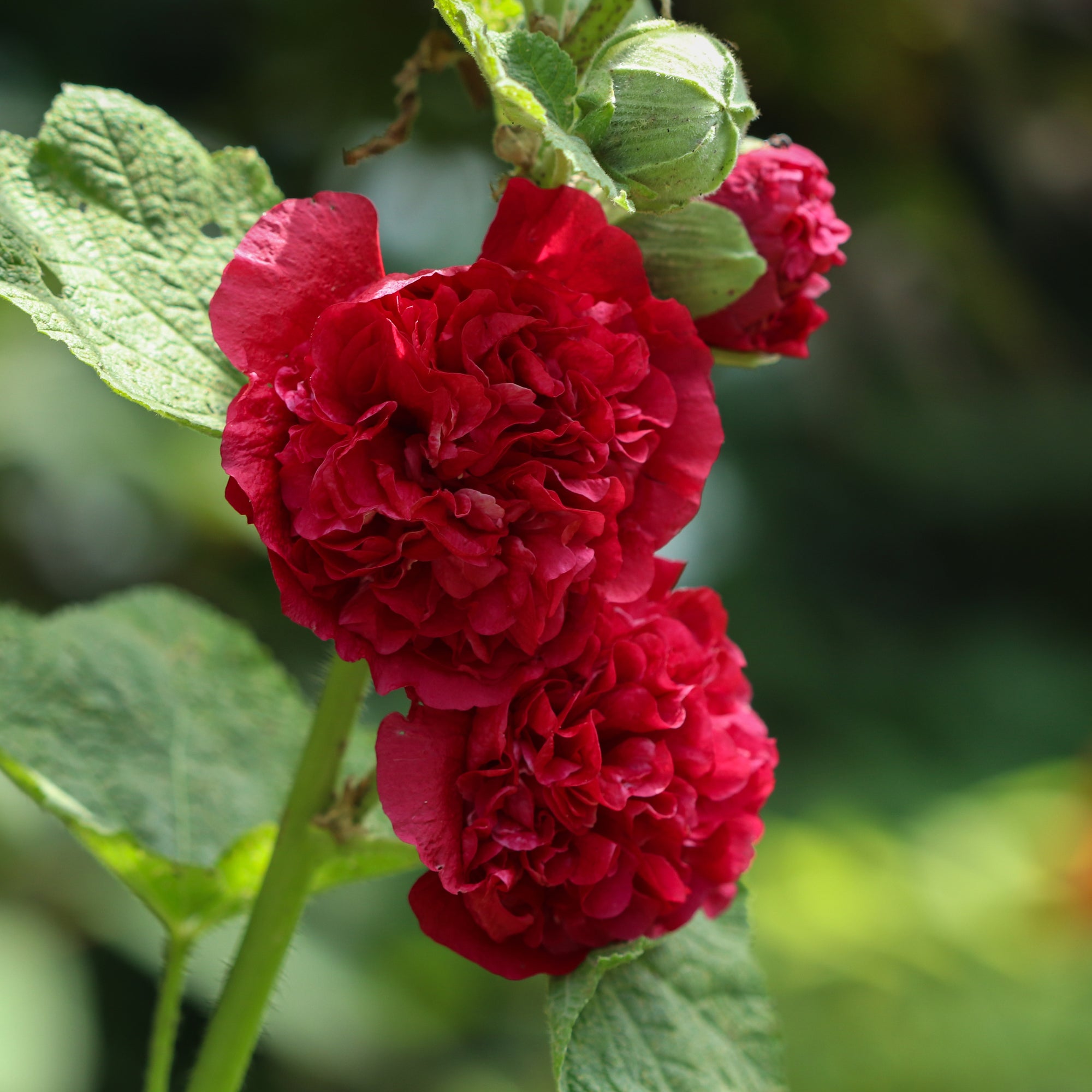 Hollyhock (Alcea) Chater's Red 9cm