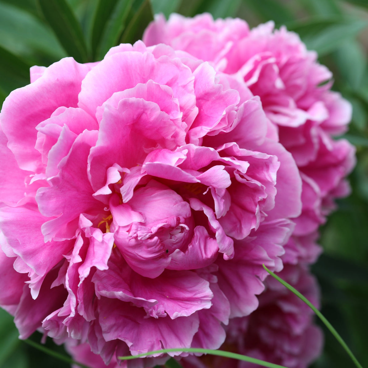 Peony &#39;Alexander Fleming&#39; | Exotic Collection | 1 Bulb