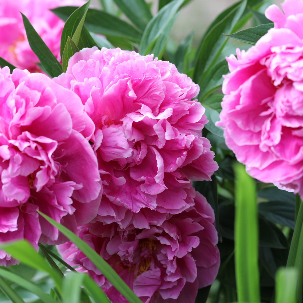 Peony &#39;Alexander Fleming&#39; | Exotic Collection | 1 Bulb