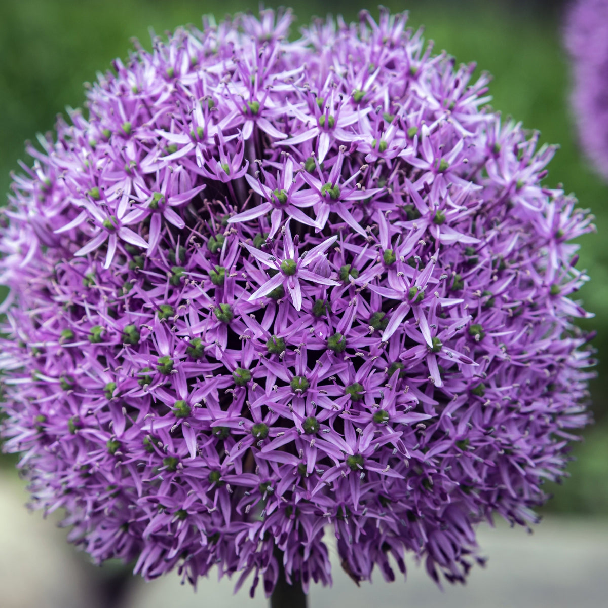 Allium &#39;Gladiator&#39; 2L Pot