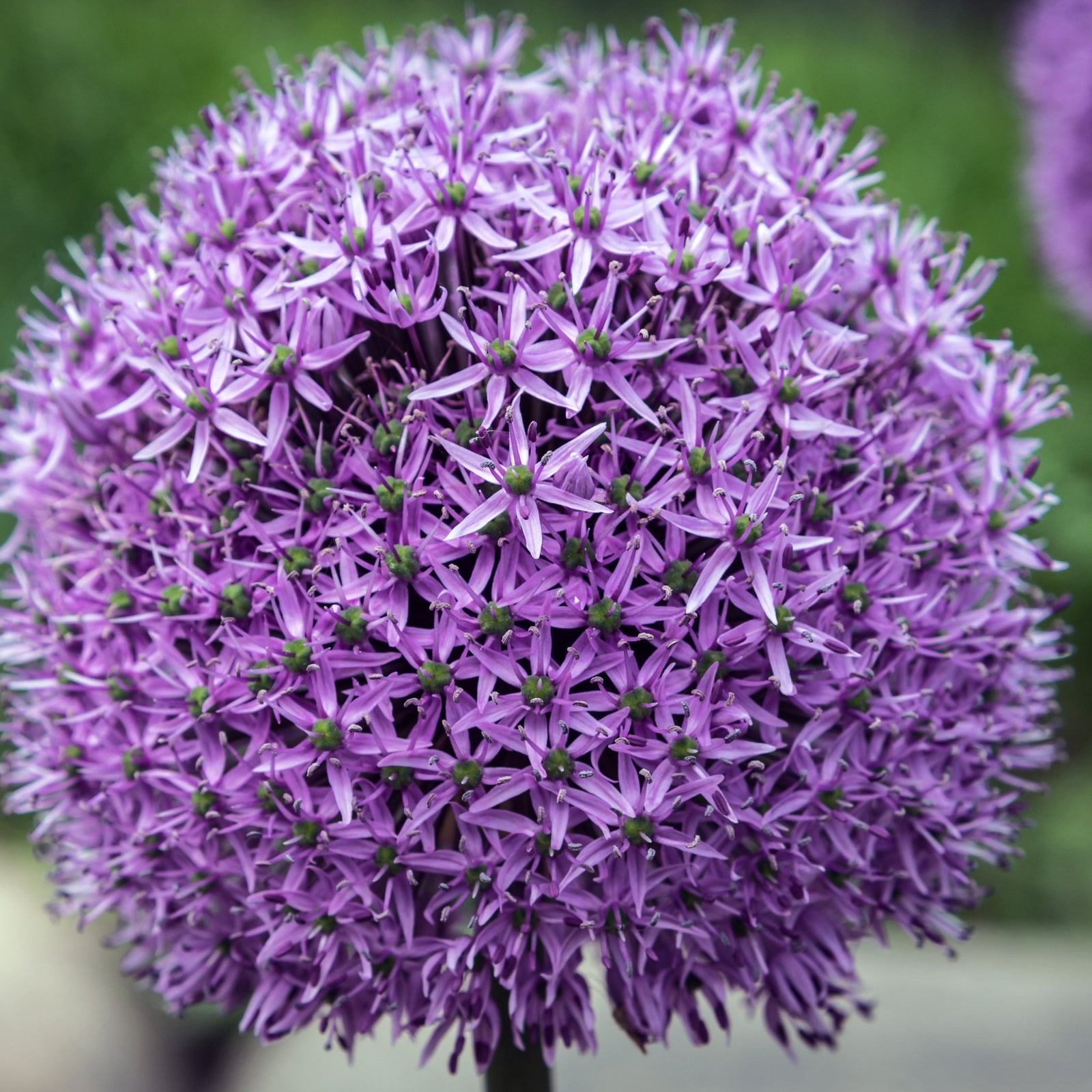 Allium 'Gladiator' 2L Pot