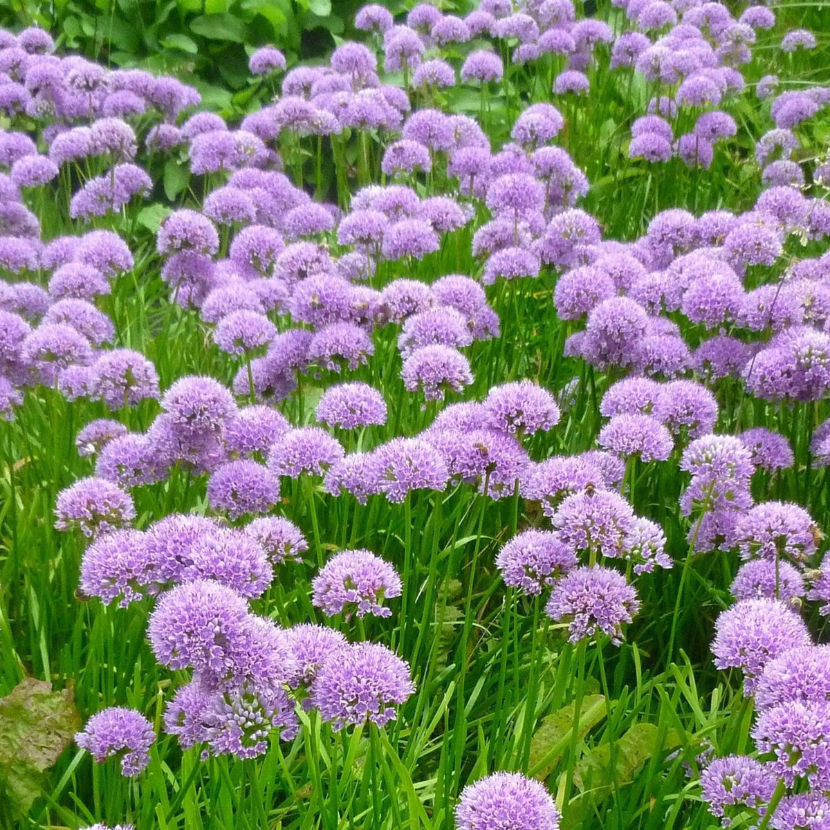 A vibrant garden scene features Allium &#39;Millenium&#39; 2L—dense clusters of round, purple flowers on tall green stems—attracting pollinators and adding lush color to the landscape.