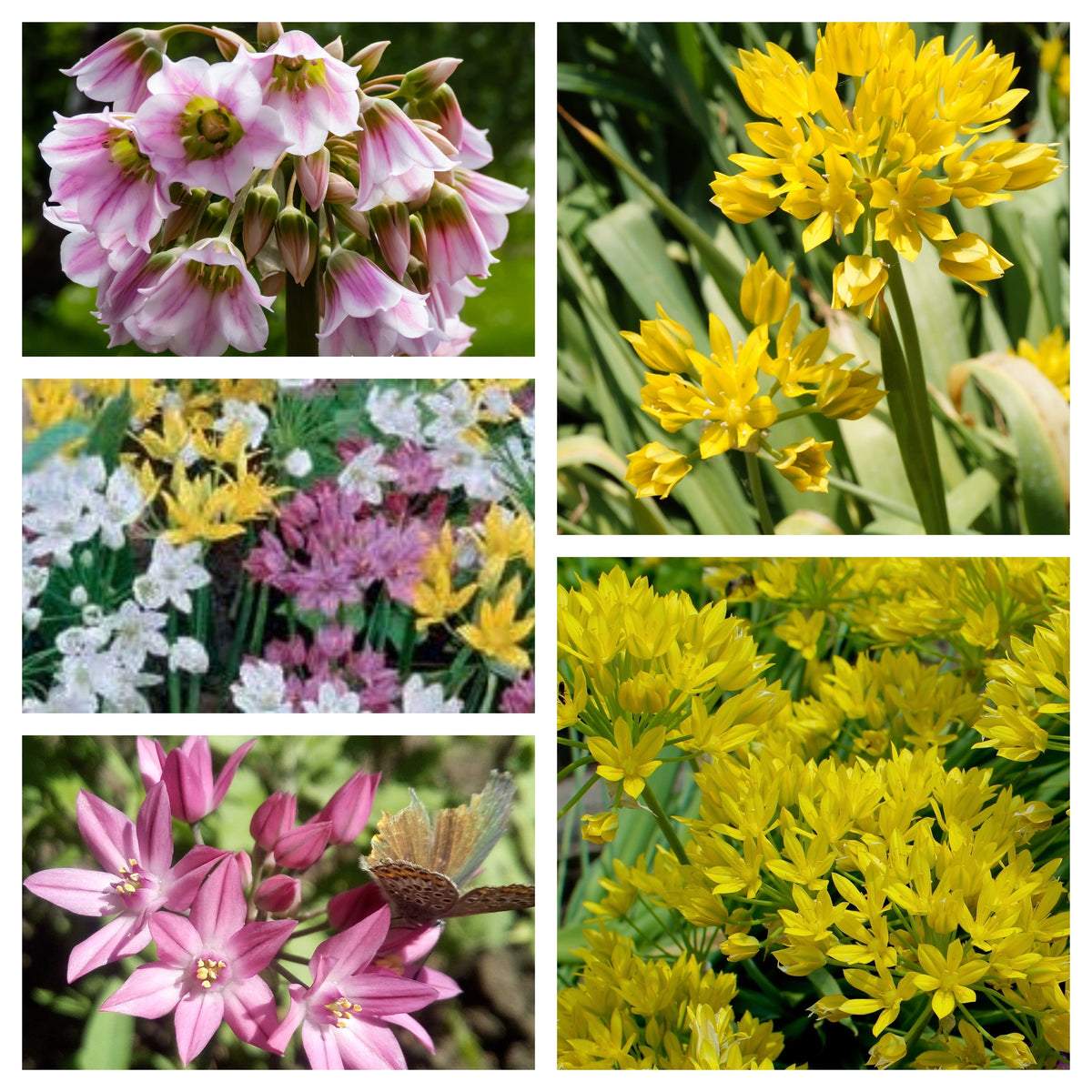 A vibrant collage of Allium Mixed Bulbs (25 Bulbs) showcases pink and white blooms on the left, bright yellow on the right, and a central cluster blending white, pink, and yellow spring flowers.