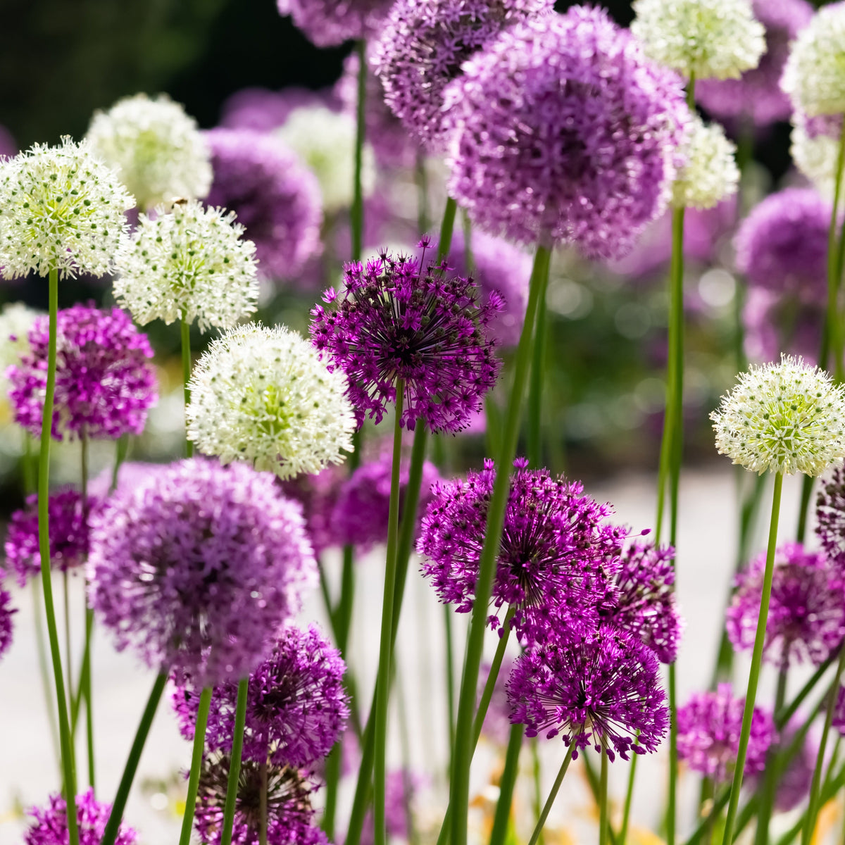Clusters of tall, round Allium &#39;Sensation Mixed&#39; flowers bloom in purple and white atop slender green stems, adding striking visual interest to your garden. Supplied as a pack of 5 bulbs.