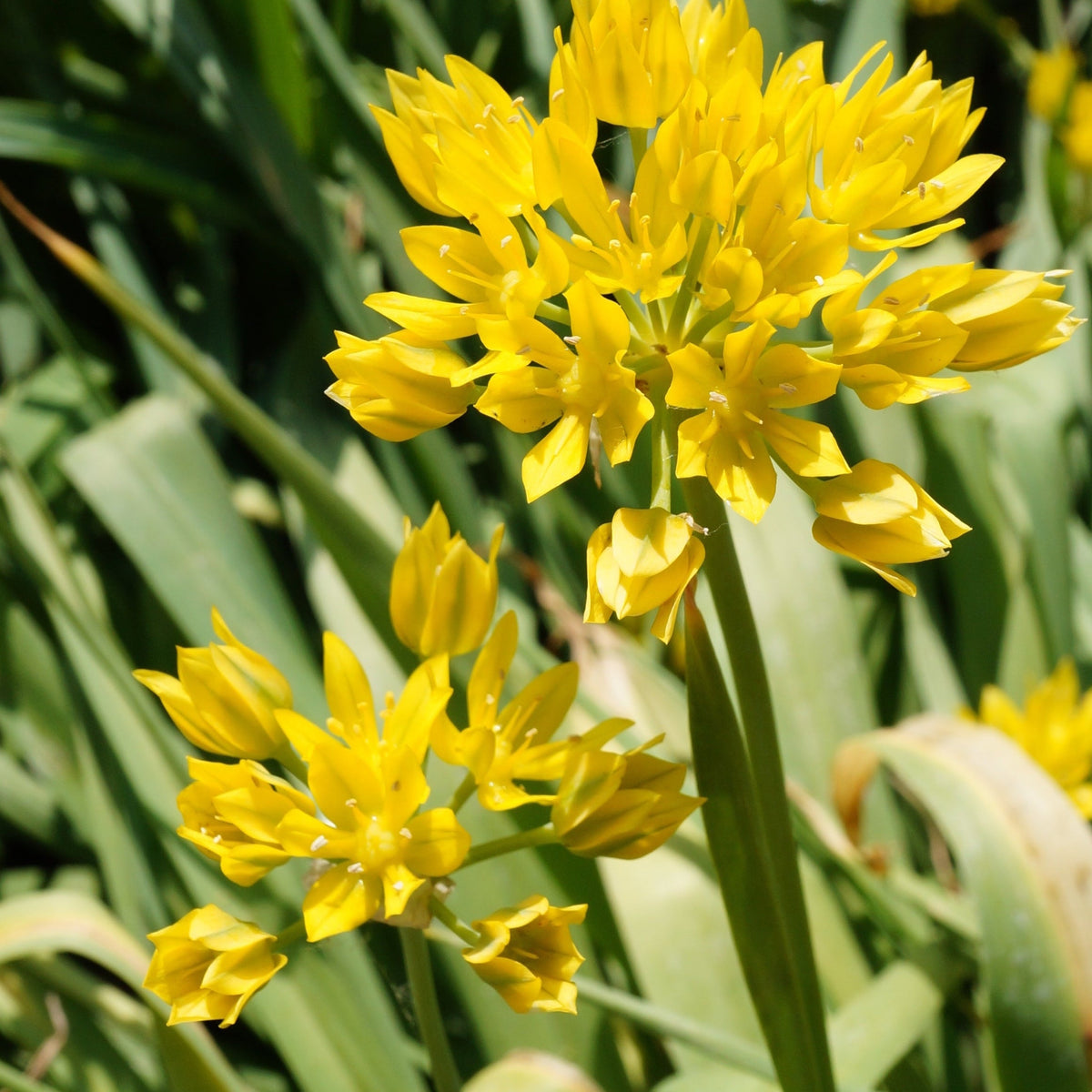 Bright yellow, star-shaped flower clusters bloom on tall green stems with long, blade-like leaves, capturing the vibrant charm of Allium Mixed Bulbs (25 Bulbs) in your garden.