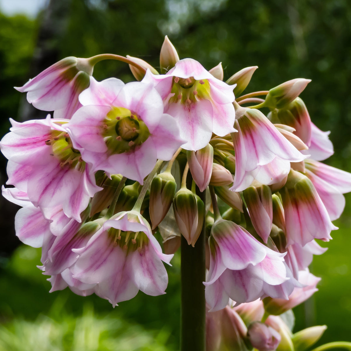 A close-up of Allium Mixed Bulbs (25 Bulbs) in bloom—delicate, pale pink and white bell-shaped flowers with green centers on a single stem—stand out elegantly against blurred green foliage in the background.