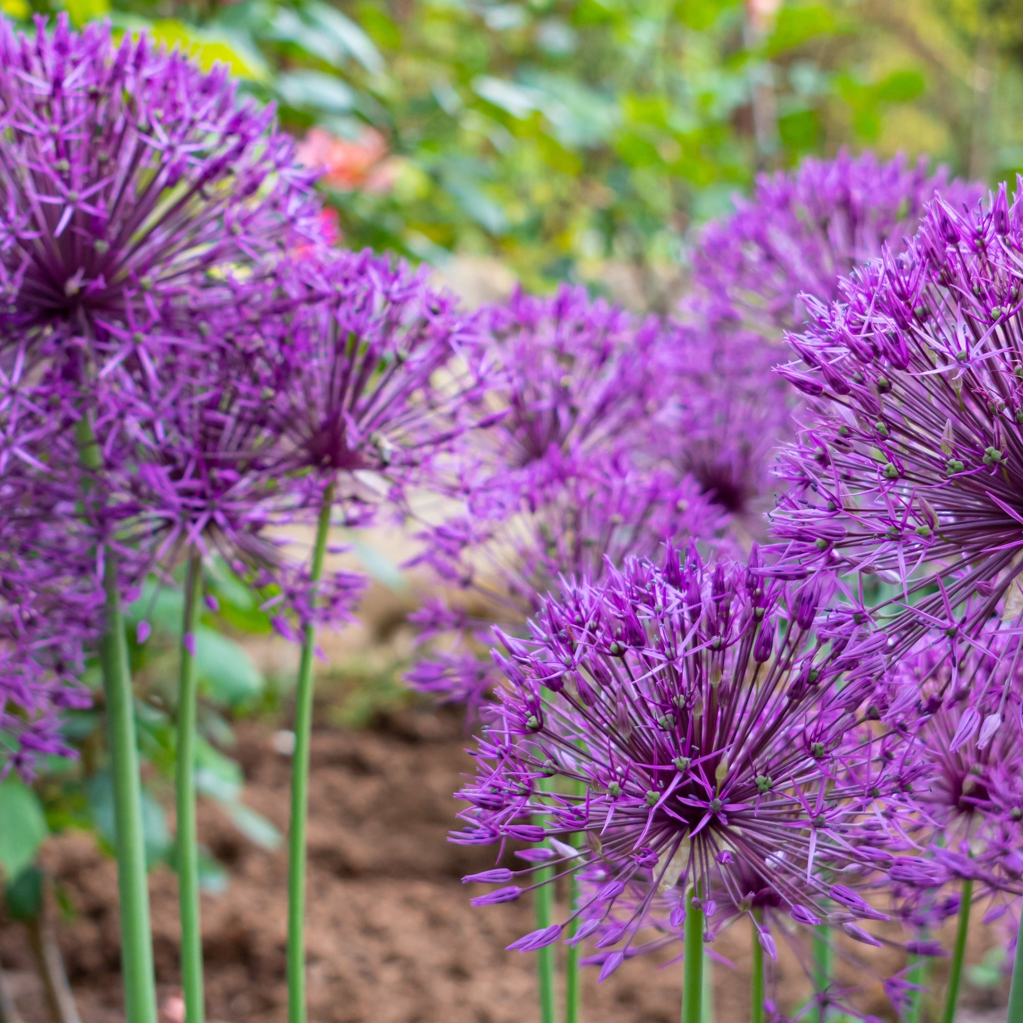 Allium 'Purple Sensation' (5 Bulbs)