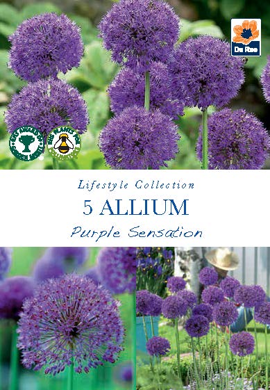 Allium 'Purple Sensation' (5 Bulbs)