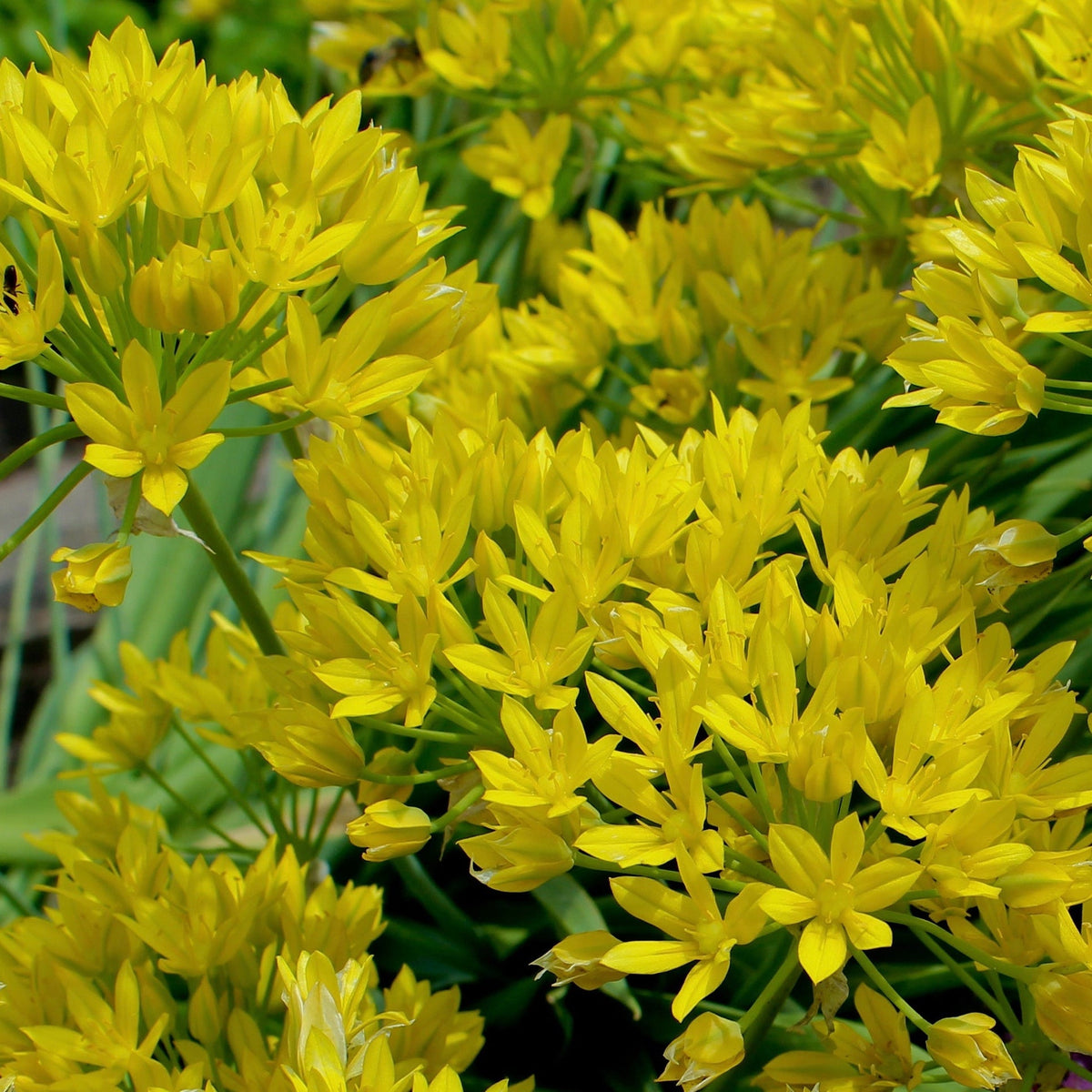 Allium Mixed Bulbs (25 Bulbs) produce vibrant, star-shaped blooms on green stems, perfect for planting with spring flowering bulbs to create an eye-catching, cheerful garden display.