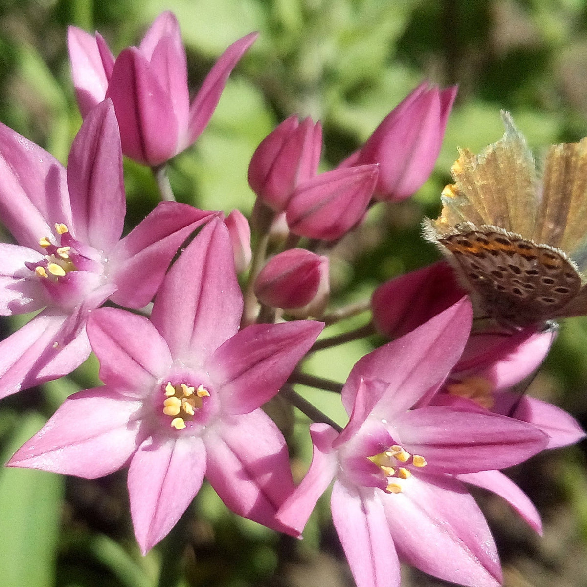 Close-up of star-shaped pink Allium flowers from Allium Mixed Bulbs (25 Bulbs), featuring yellow centers and green foliage. A butterfly with brown and orange wings rests on one flower to the right.