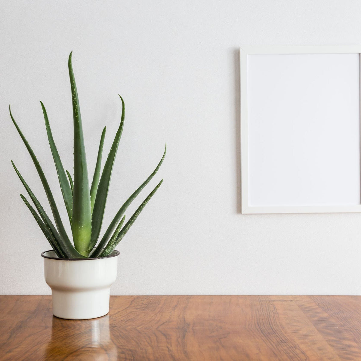 The Aloe Vera, a low maintenance house plant, sits on a wooden table next to a blank white picture frame hanging on a white wall.