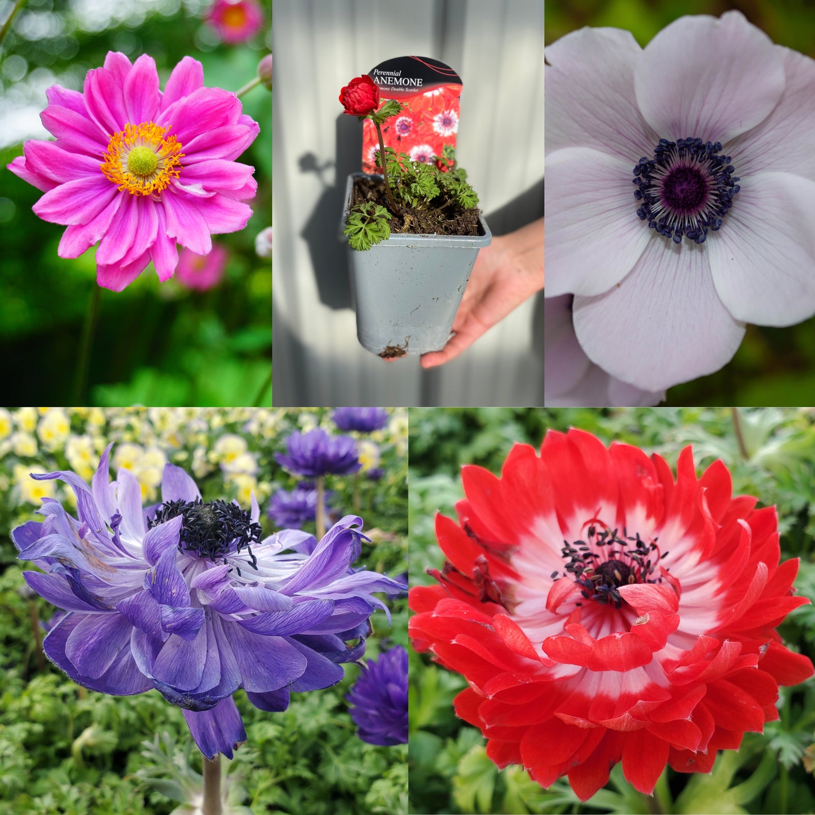 A vibrant collage featuring "SPECIAL OFFER: Anemone Mix of 5"—five perennial anemones in shades of red, pale lavender, pink, purple with a black center, and red-white, all blooming beautifully.