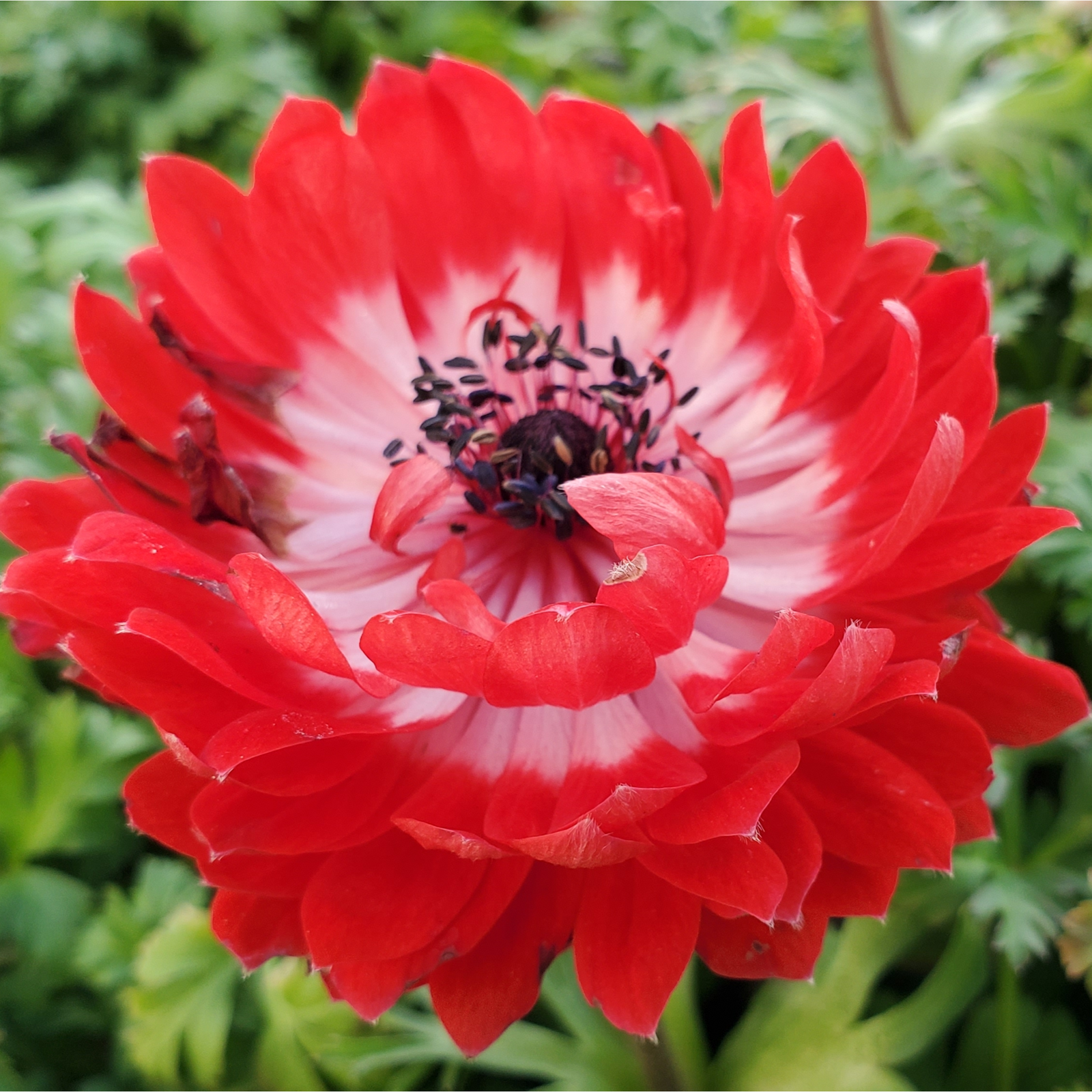Close-up of Anemone coronaria Harmony Double Scarlet 1L, a striking perennial with vibrant red double flowers, white centers, and dark stamens set against lush green foliage.